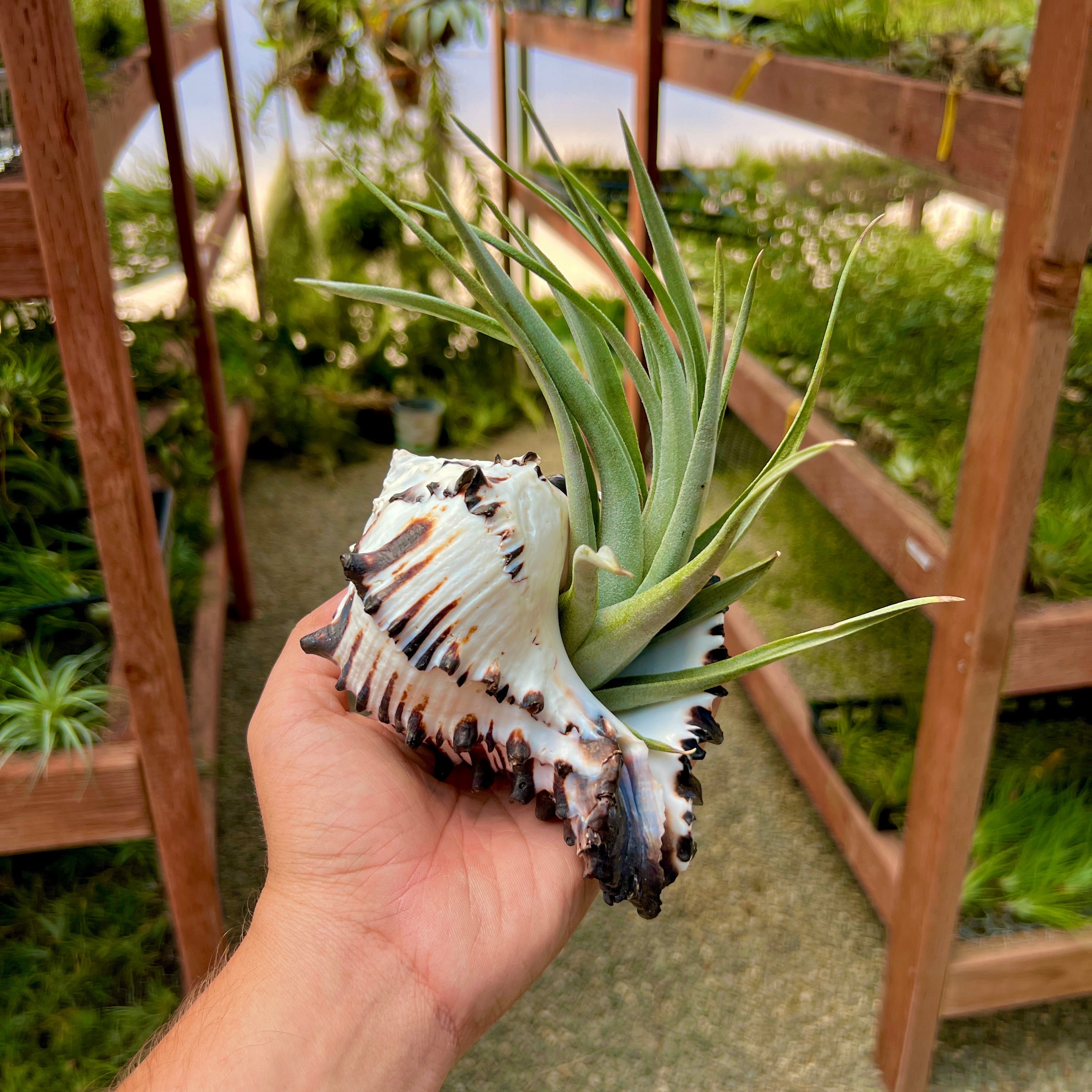 Zebra Murex Shell Large + Air Plant – Air Plant Hub