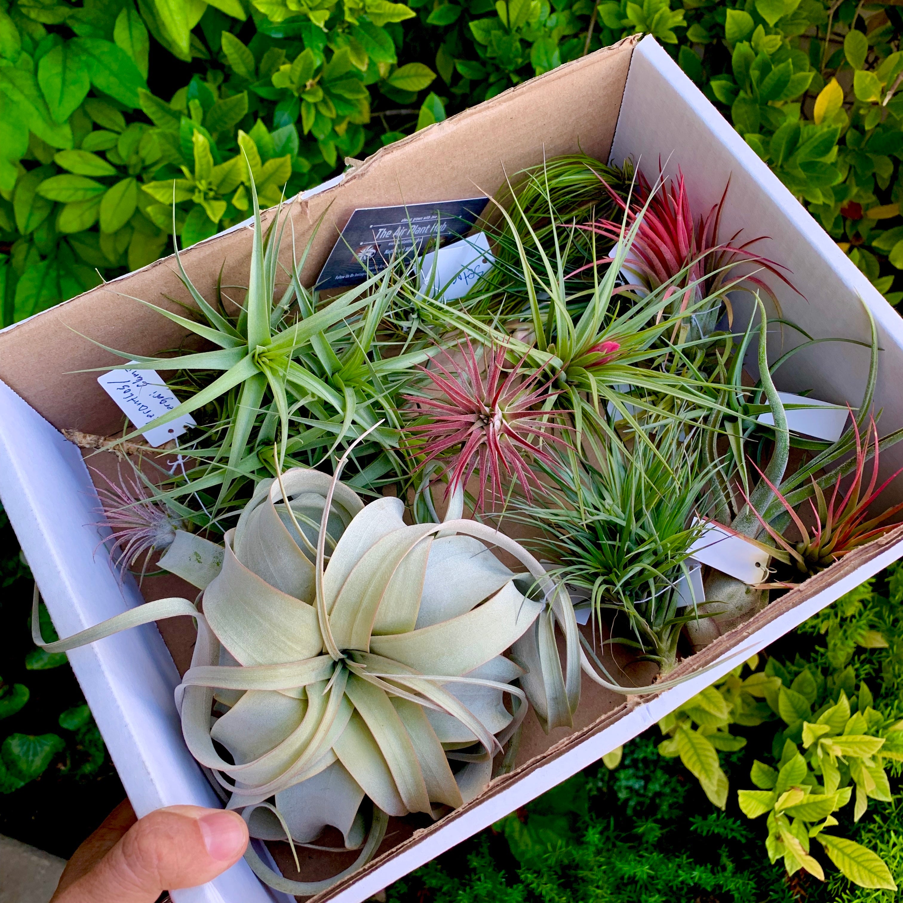 Beautiful colorful air plant tillandsia mix for sale displayed in a box