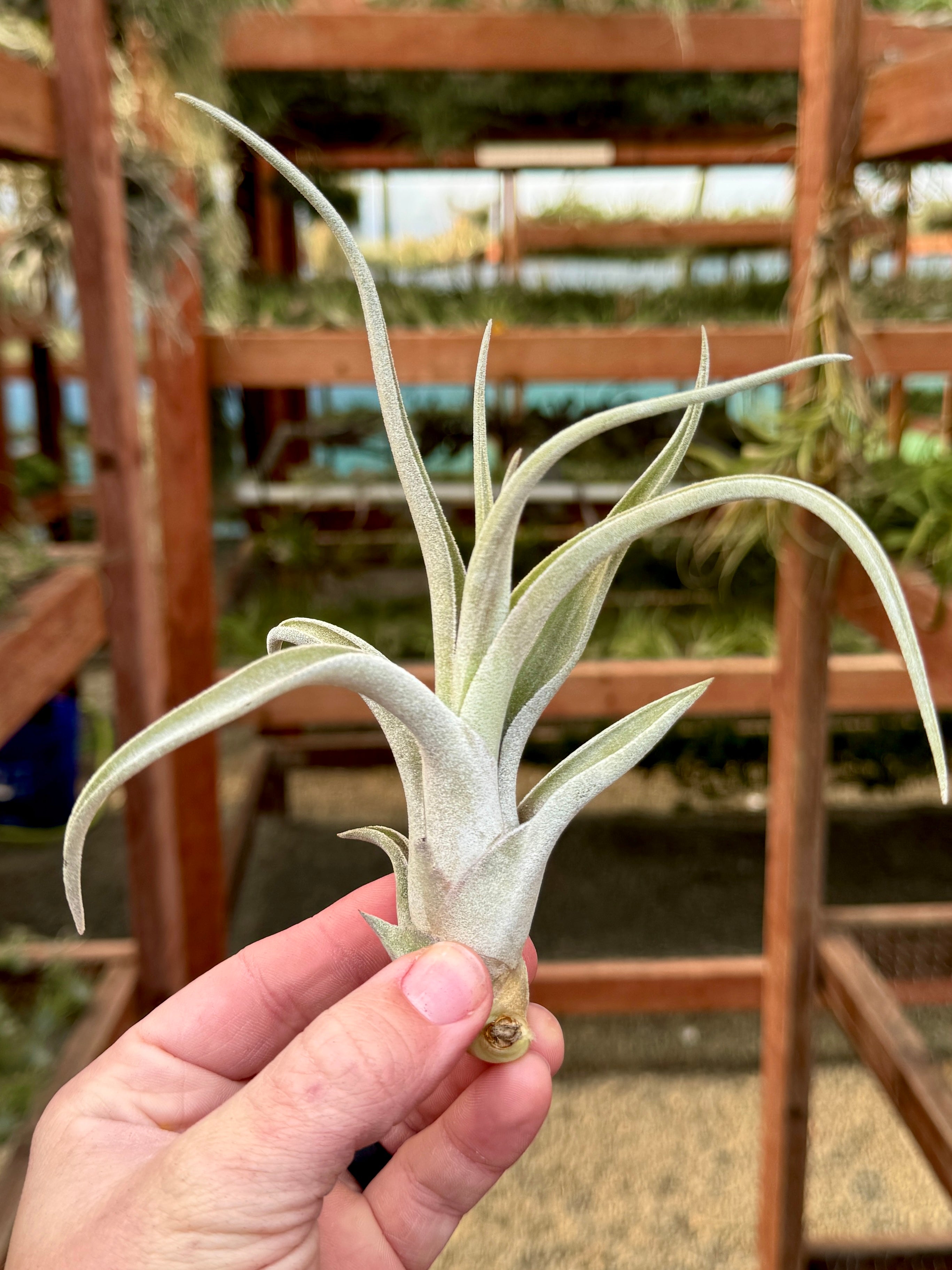ブロメリア・エアープランツ Tillandsia chiapensis x caput-medusae Chiapensis x Caput Medusae *SALE* – Air Plant Hub
