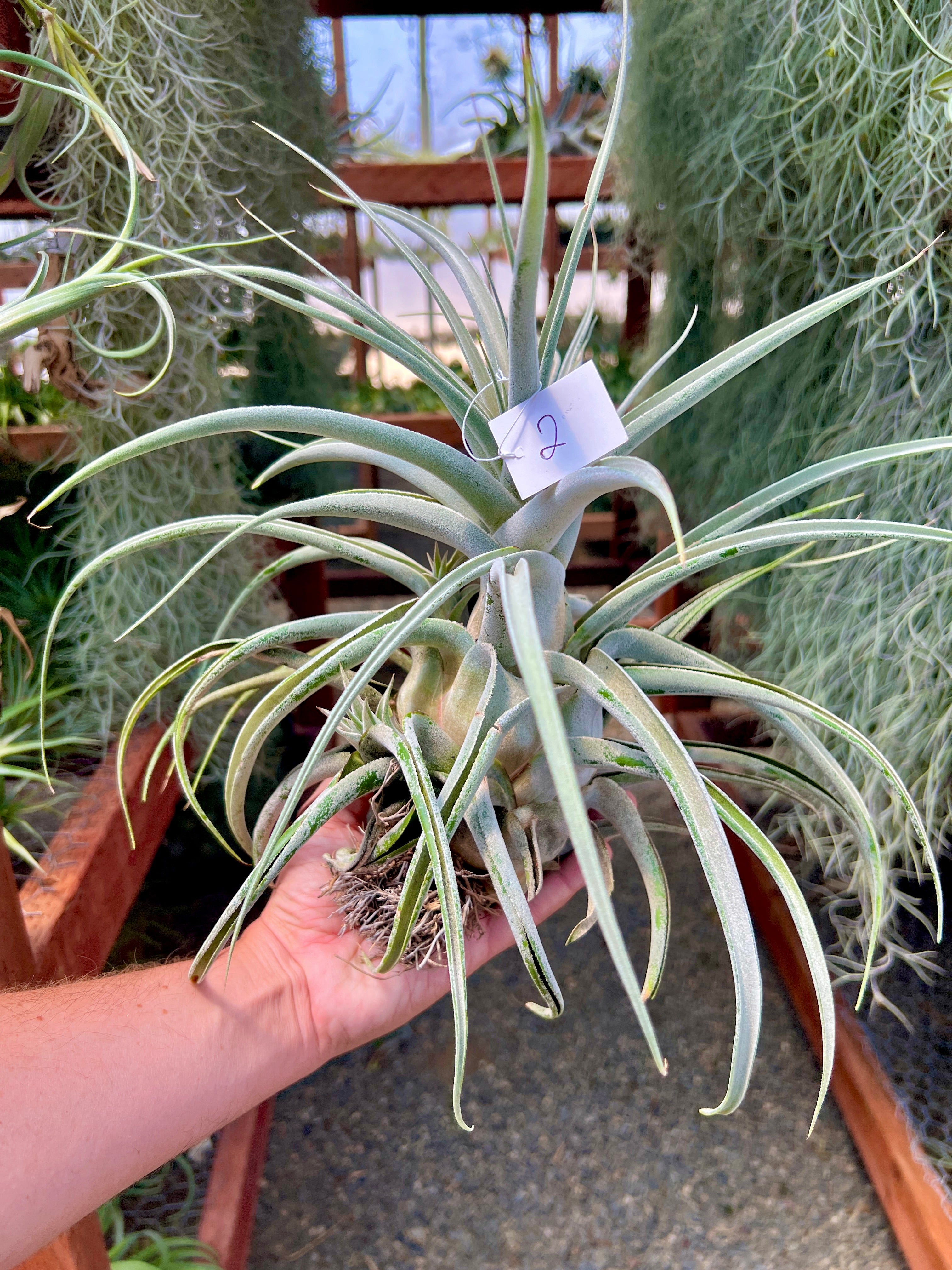 ehlersiana air plant Ehlersiana Giant Clone (Receive The Exact Plant You Choose!)