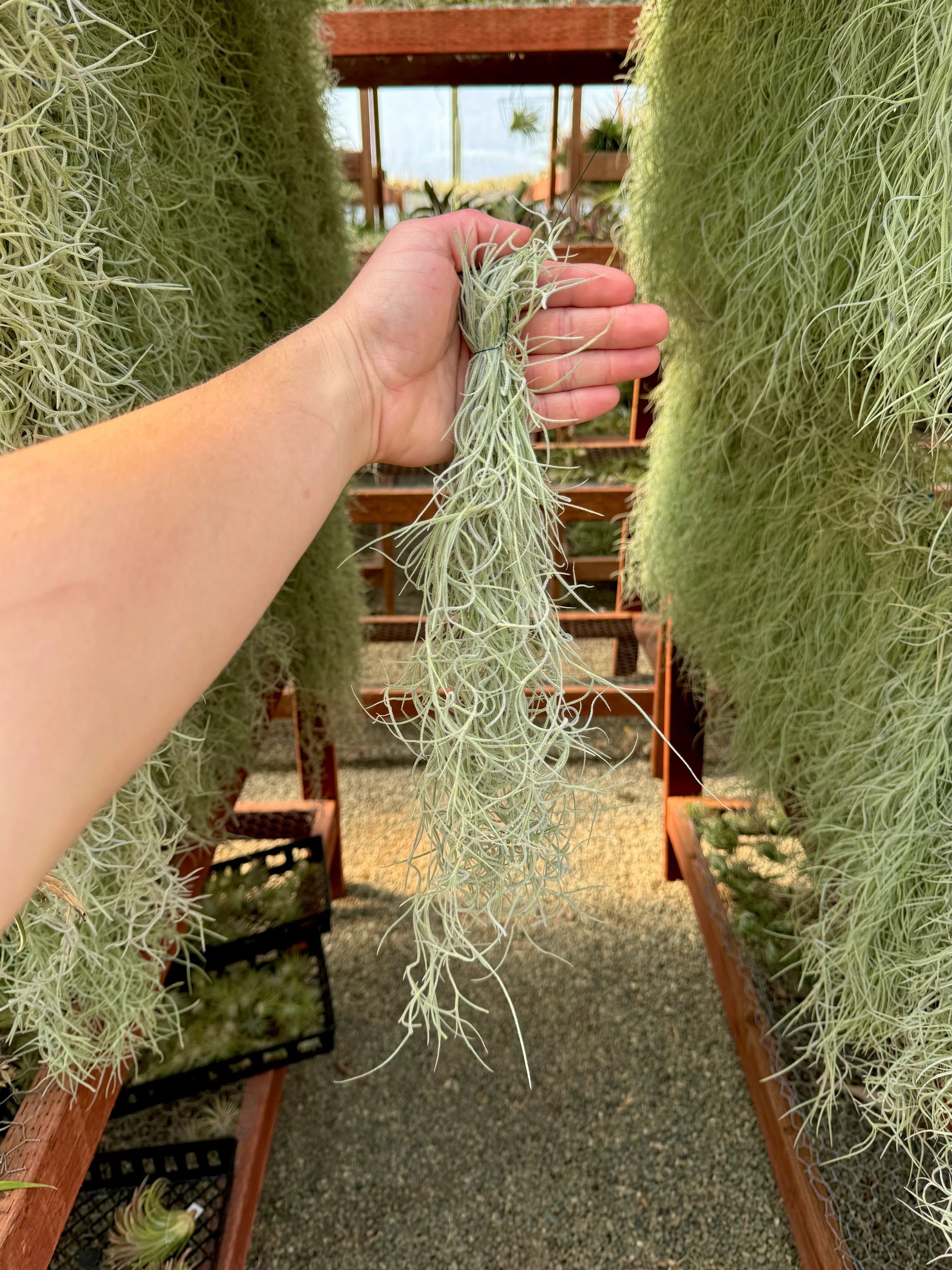 hanging moss plant Usneoides (Spanish Moss) Gray Clump , On Hanging Wire!