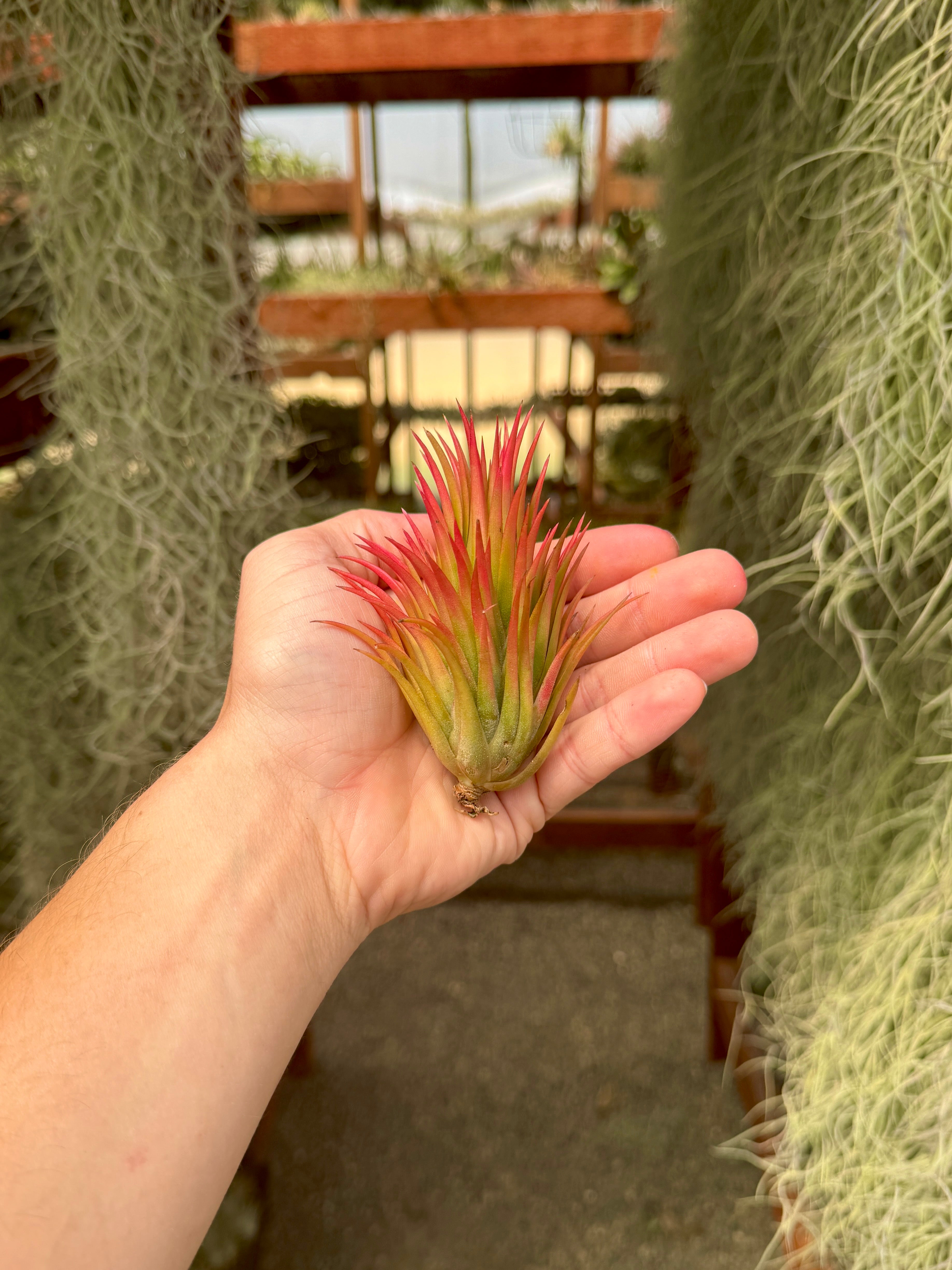 Rare / Premium Ionantha Selections (Exact Plant Pictured) – Air