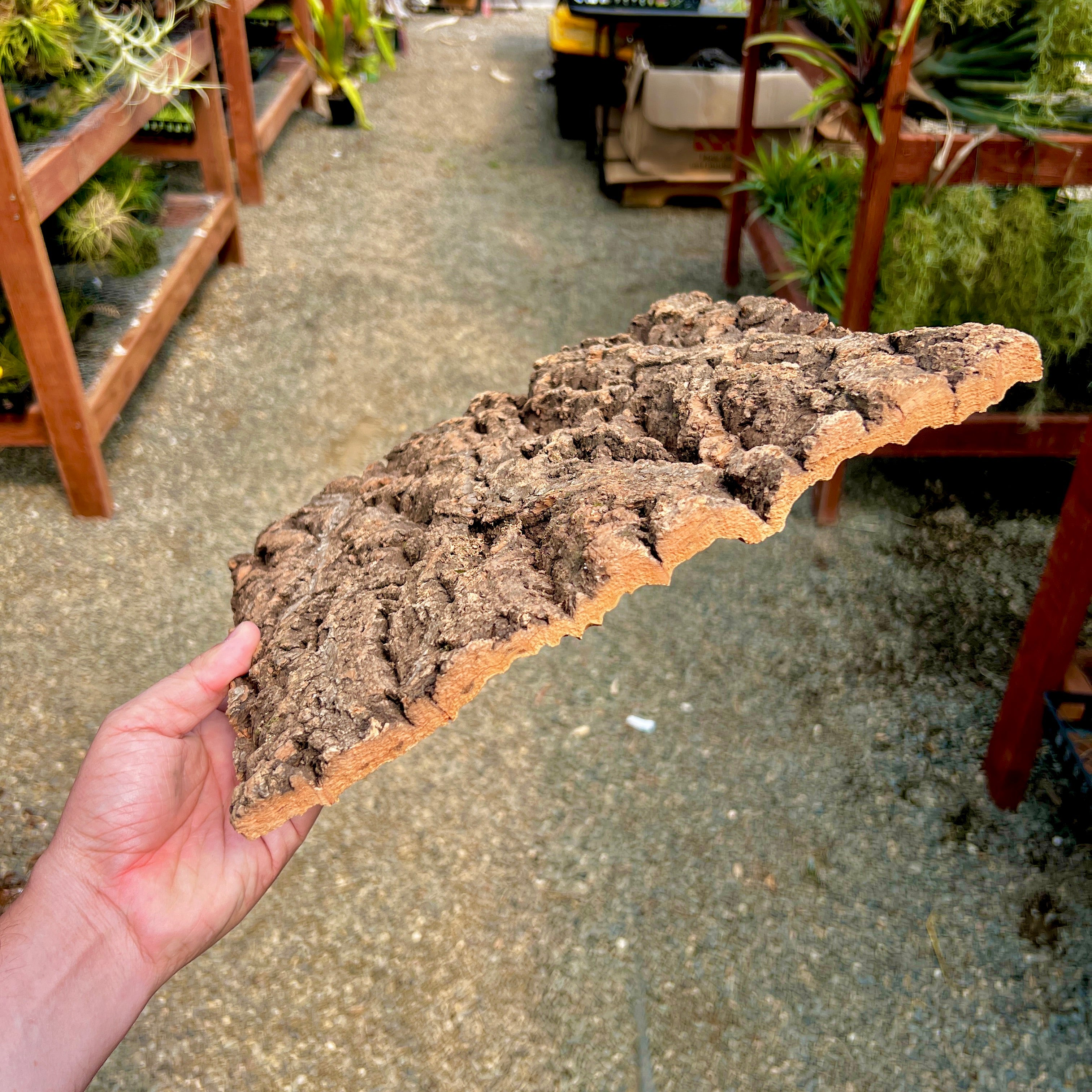 Virgin Cork Bark Flats (Large) <br> Perfect For Mounting Or Terrarium Backdrops