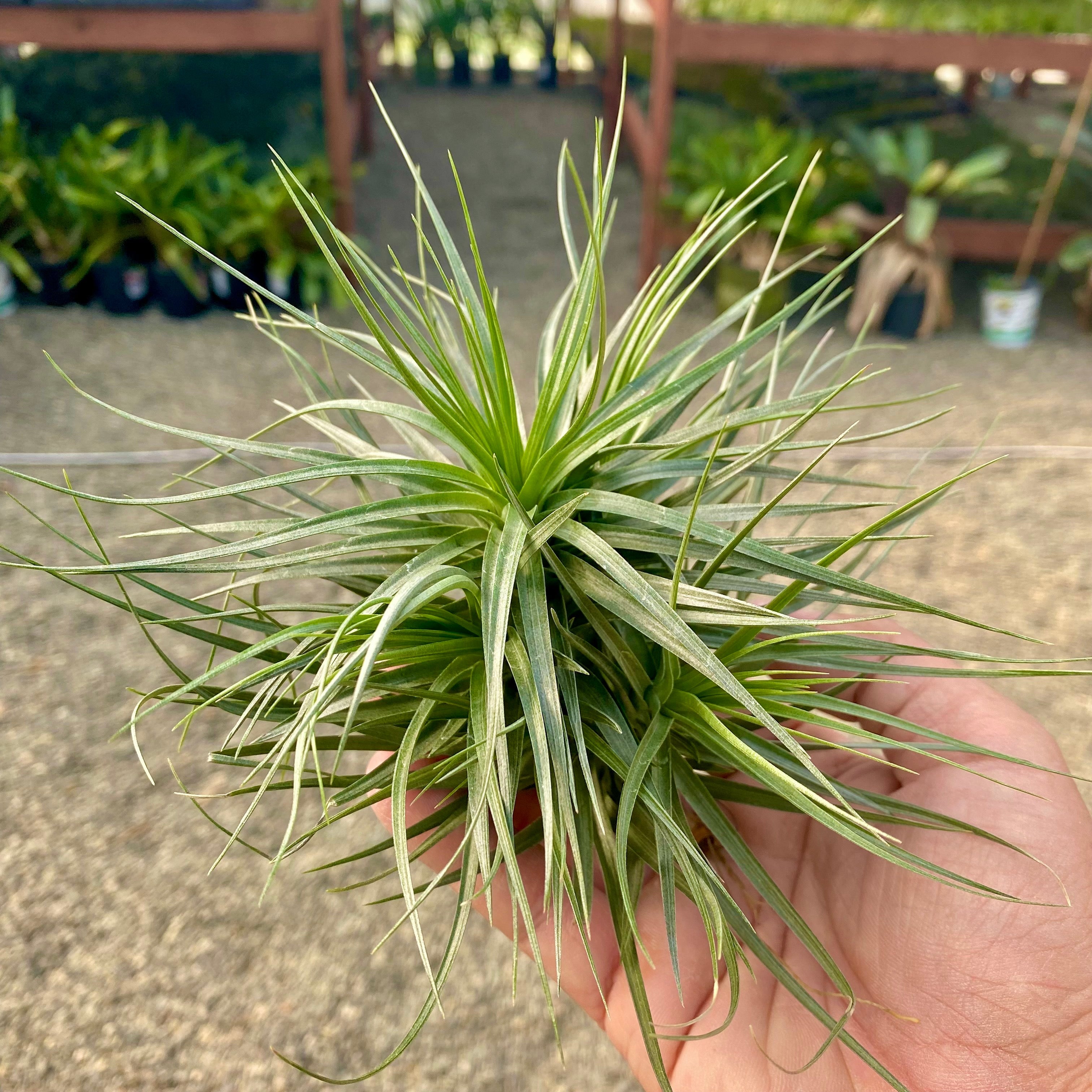 Stricta Hybrid Small Clump