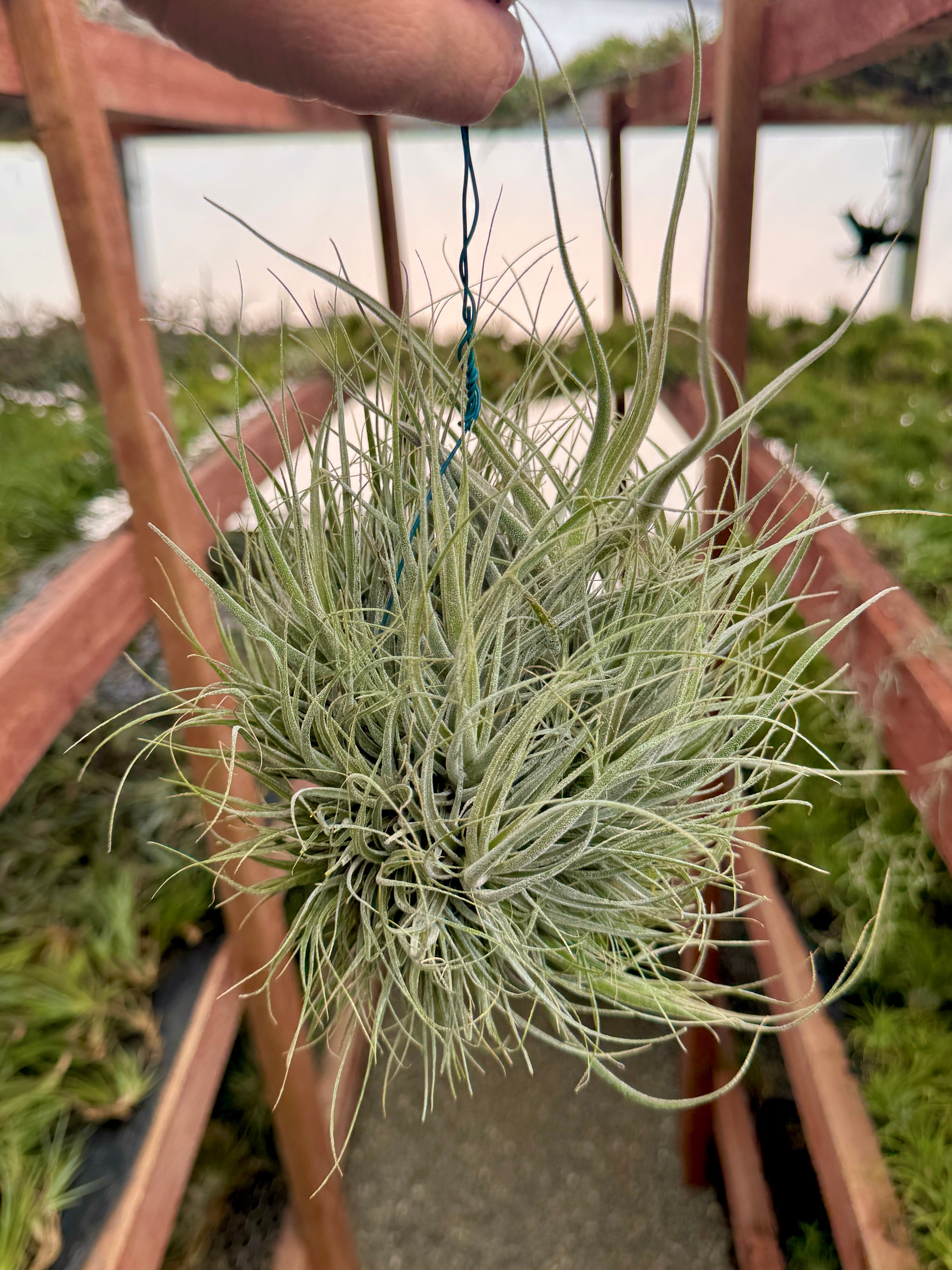 XXL Hybrid Air Plant Clumps <br> (Exact Plant Pictured!)