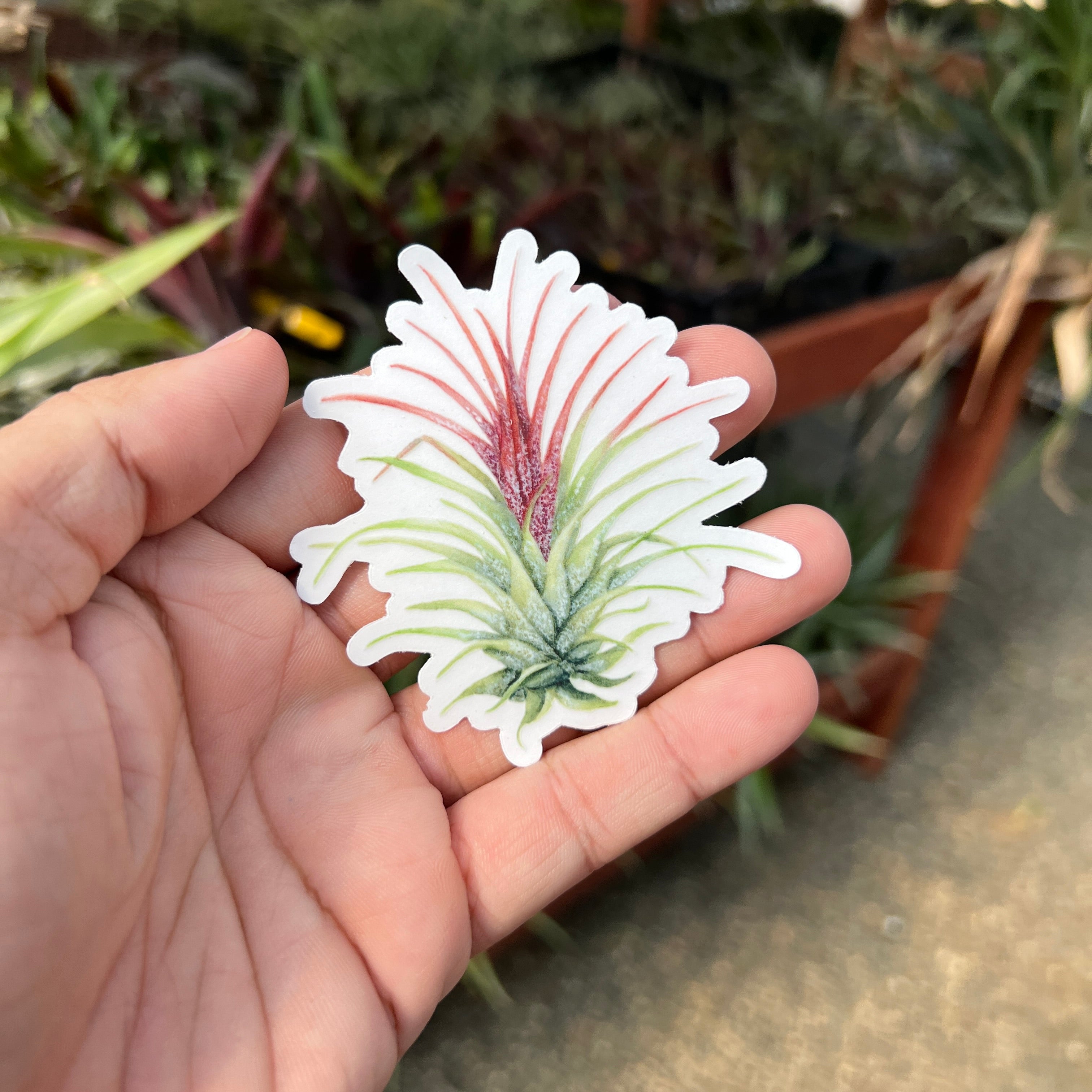 Premium Watercolor Air Plant Sticker With Clear Background <br> (Ionantha Red)