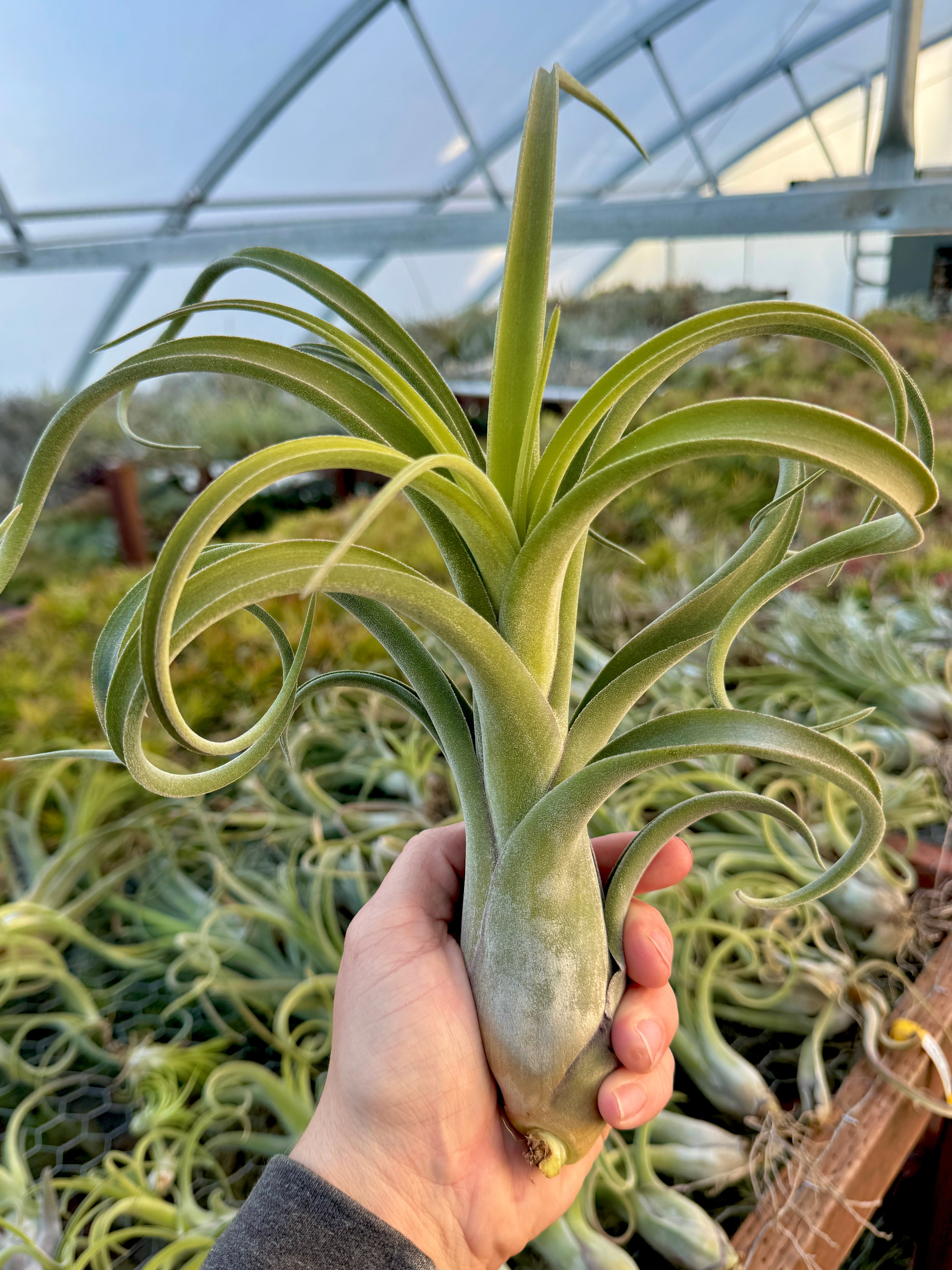 El Guapo (Streptophylla x Caput medusae) *IN BUD* – Air Plant Hub
