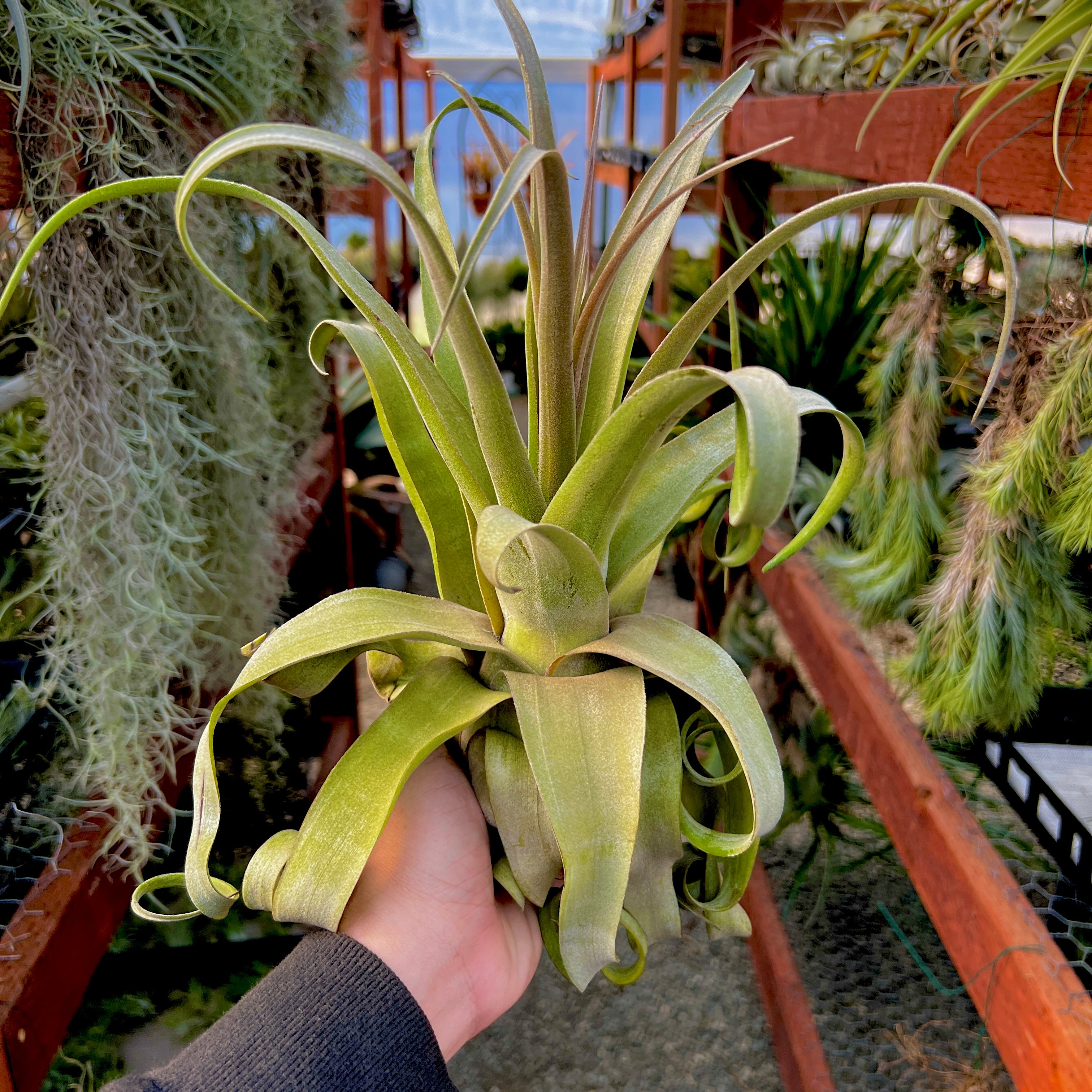 Streptophylla Giant