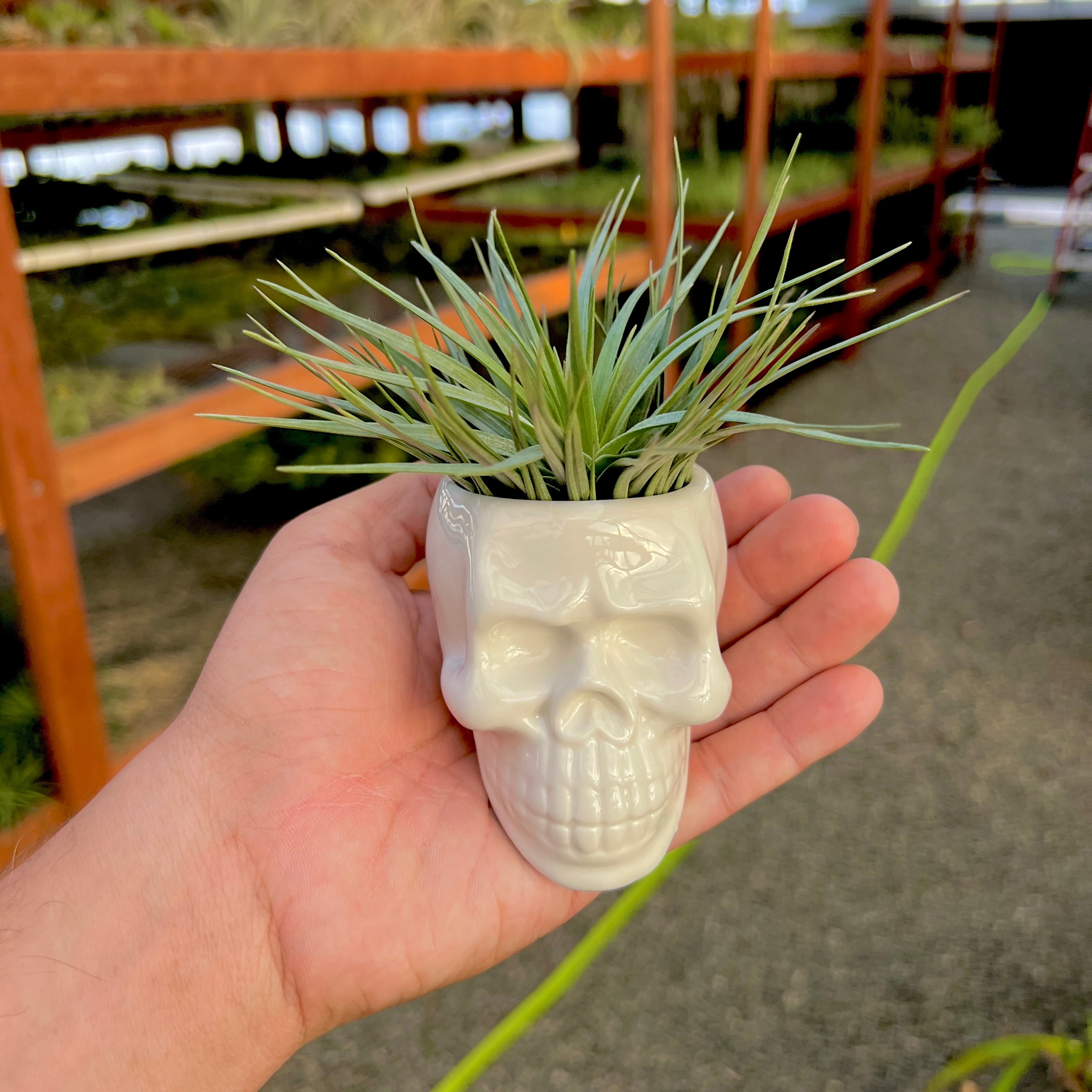 White Skull Ceramic Air Plant Holder <br> (Holder Only)