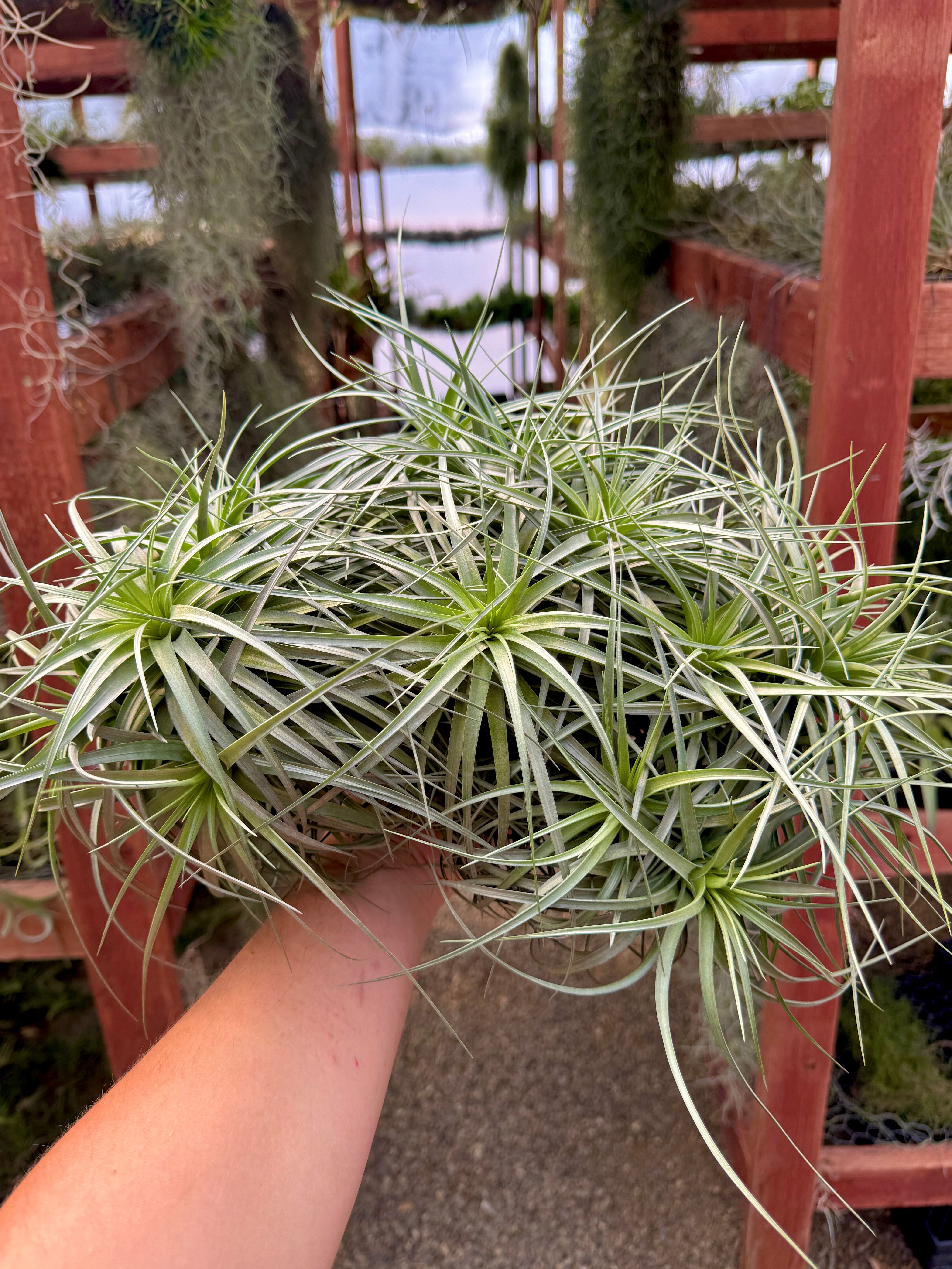コレクターズスペシャル(2018/11/23更新) – Air Plant Hub