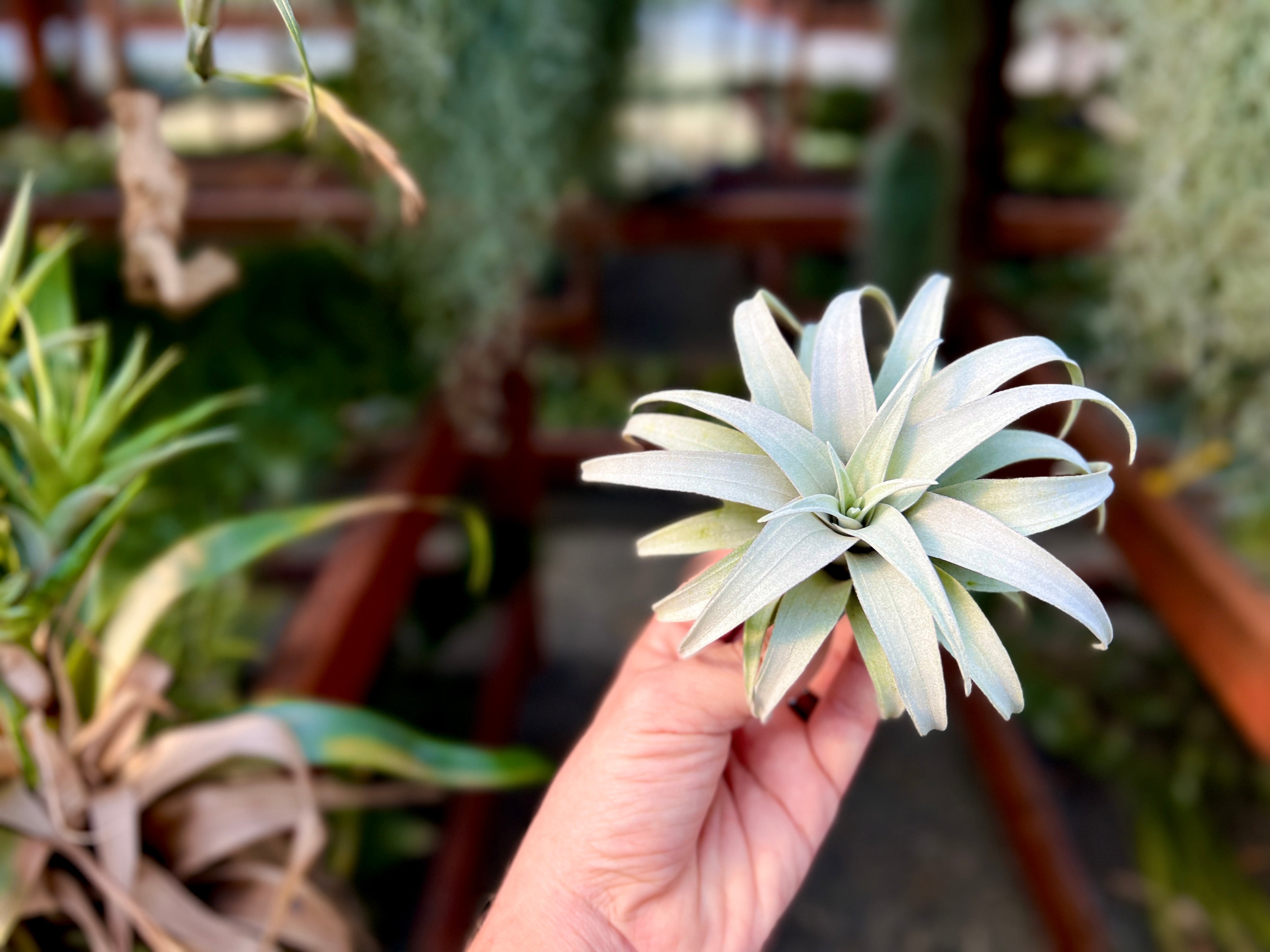 Capitata Dwarf Yellow