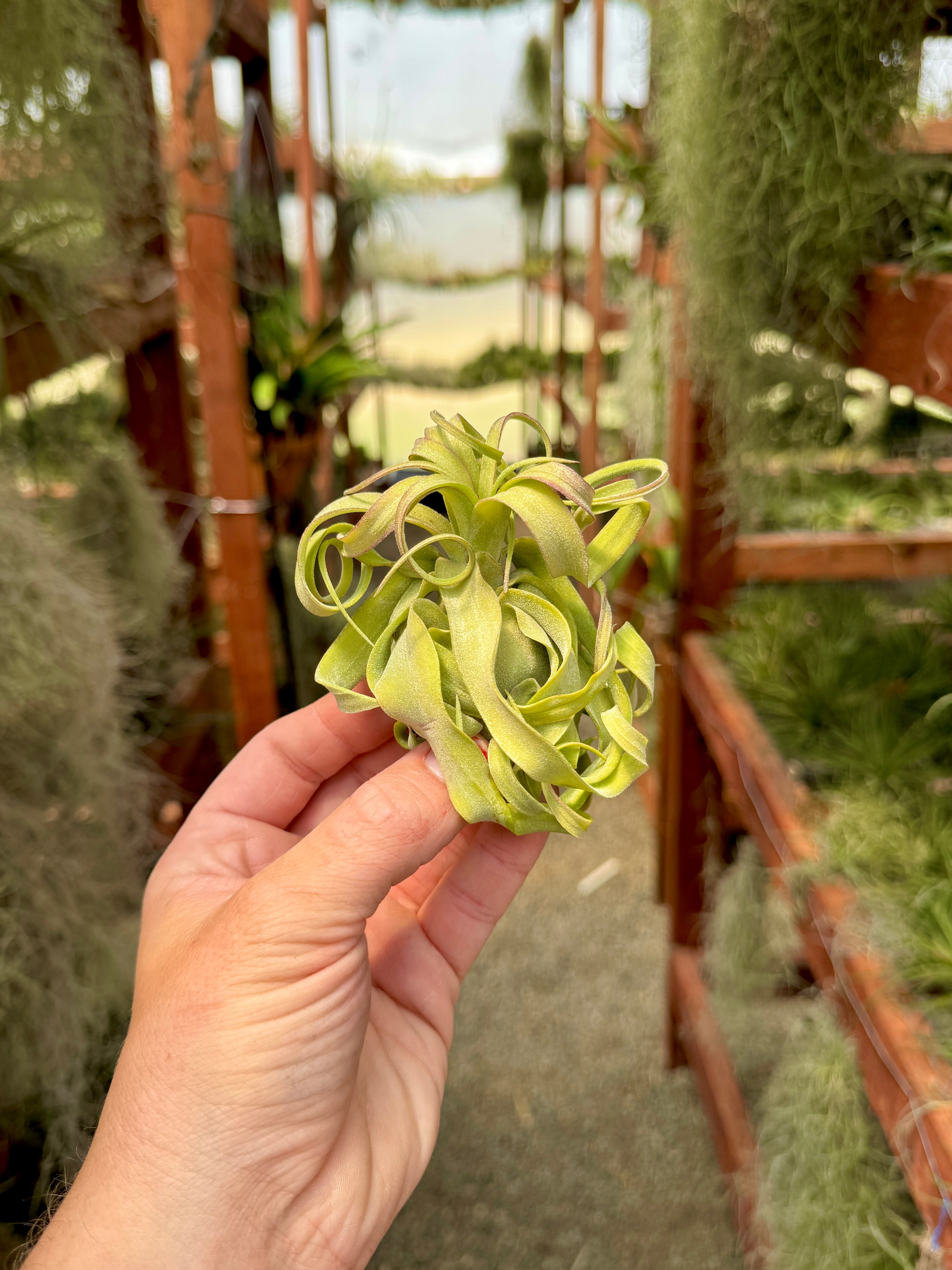 streptophylla air plant Streptophylla Belize Select Medium