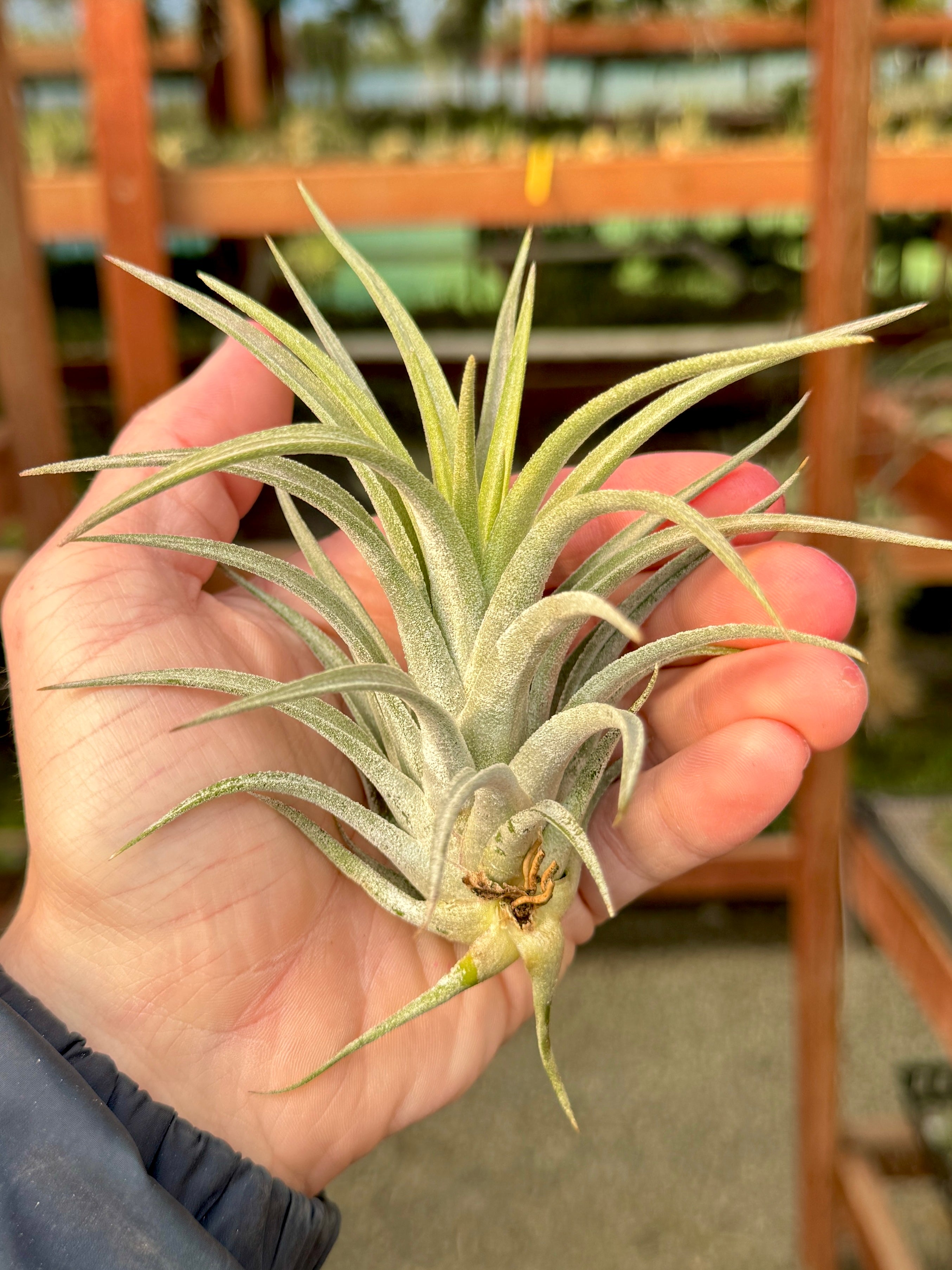 Chiapensis x Mitlaensis <br> (RARE Large Hybrid)
