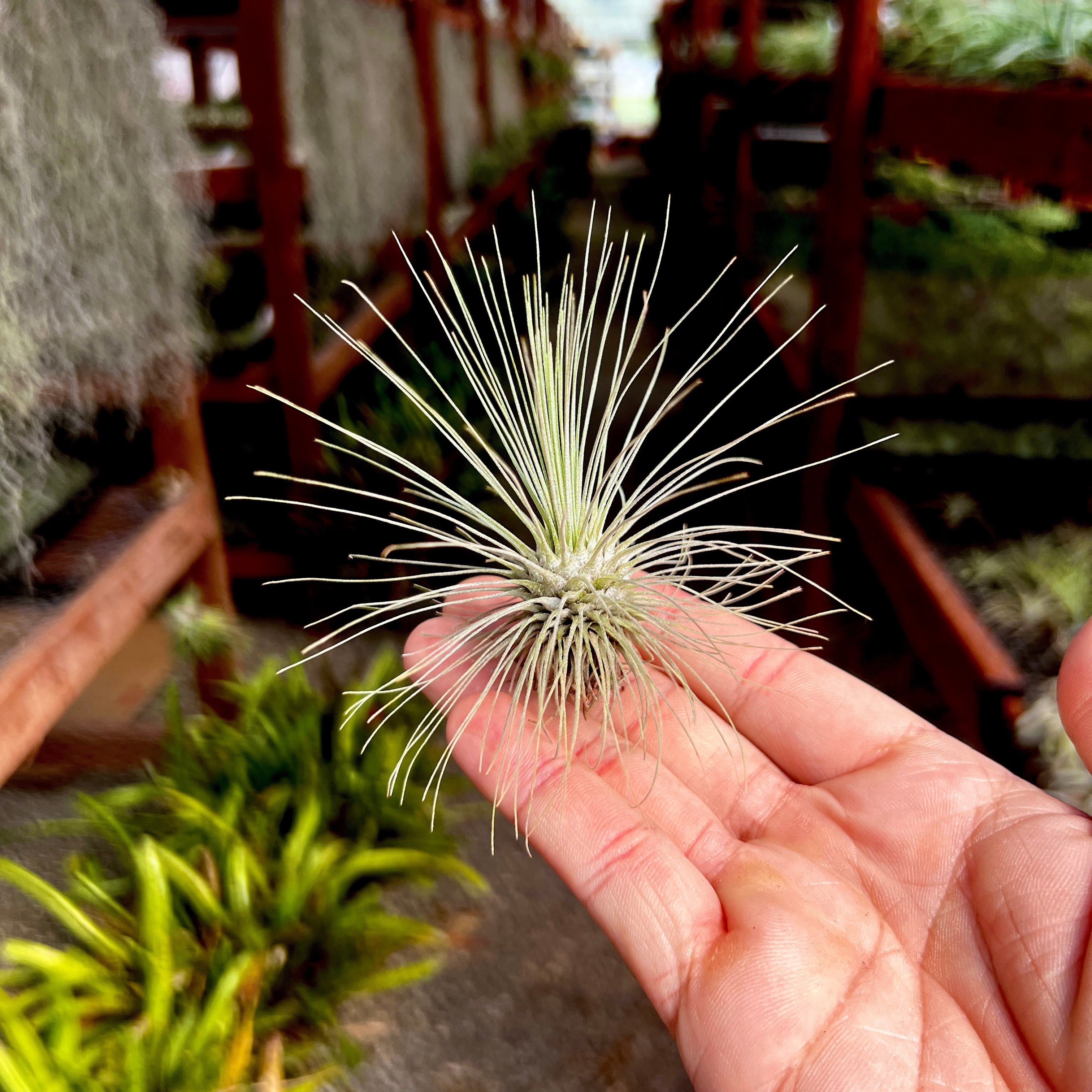 Fuchsii Gracillis Tillandsia Wispy Air Plant Great For Terrariums