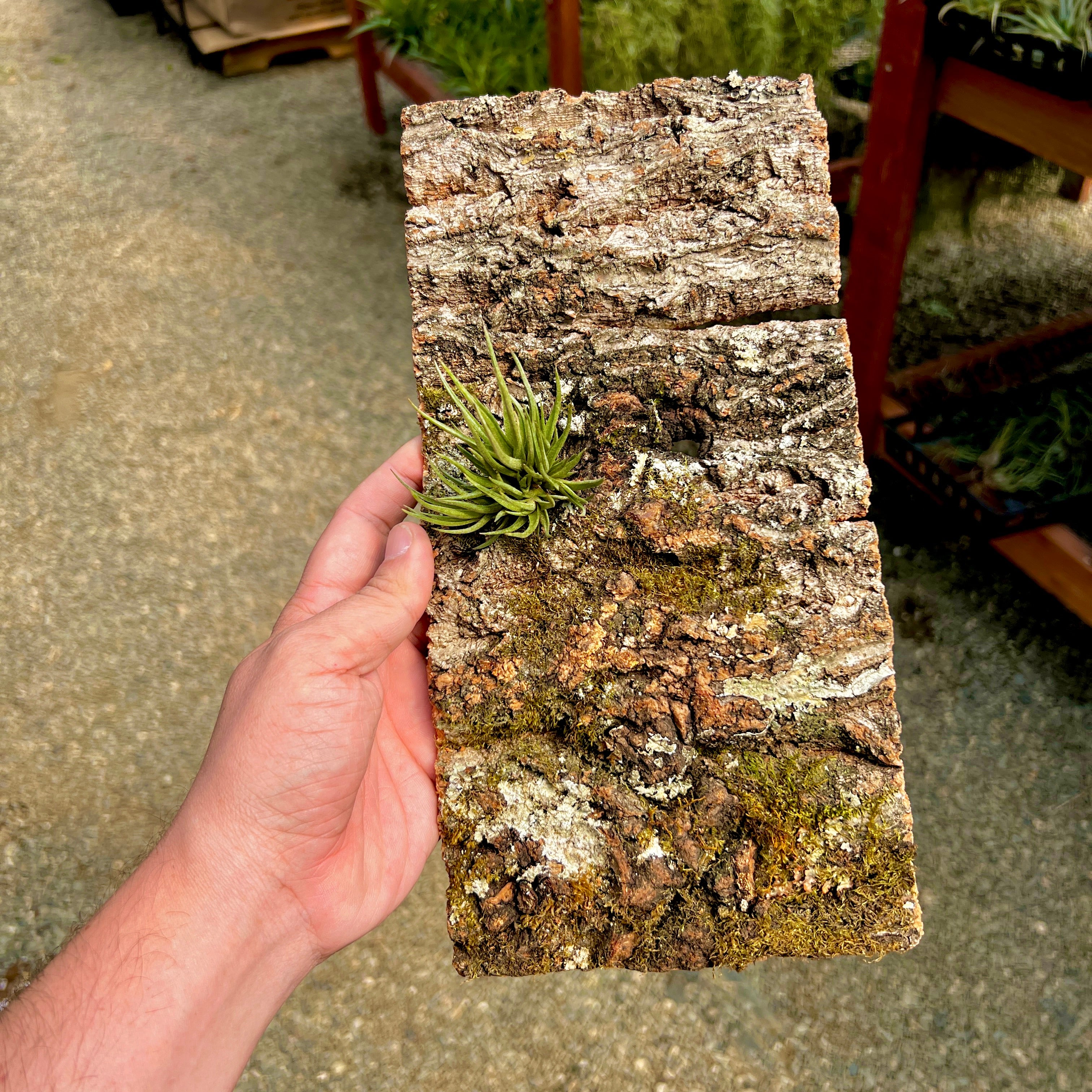 how to attach air plants to cork bark Virgin Cork Bark Flats (Medium) , Perfect For Mounting Or Terrarium Backdrops