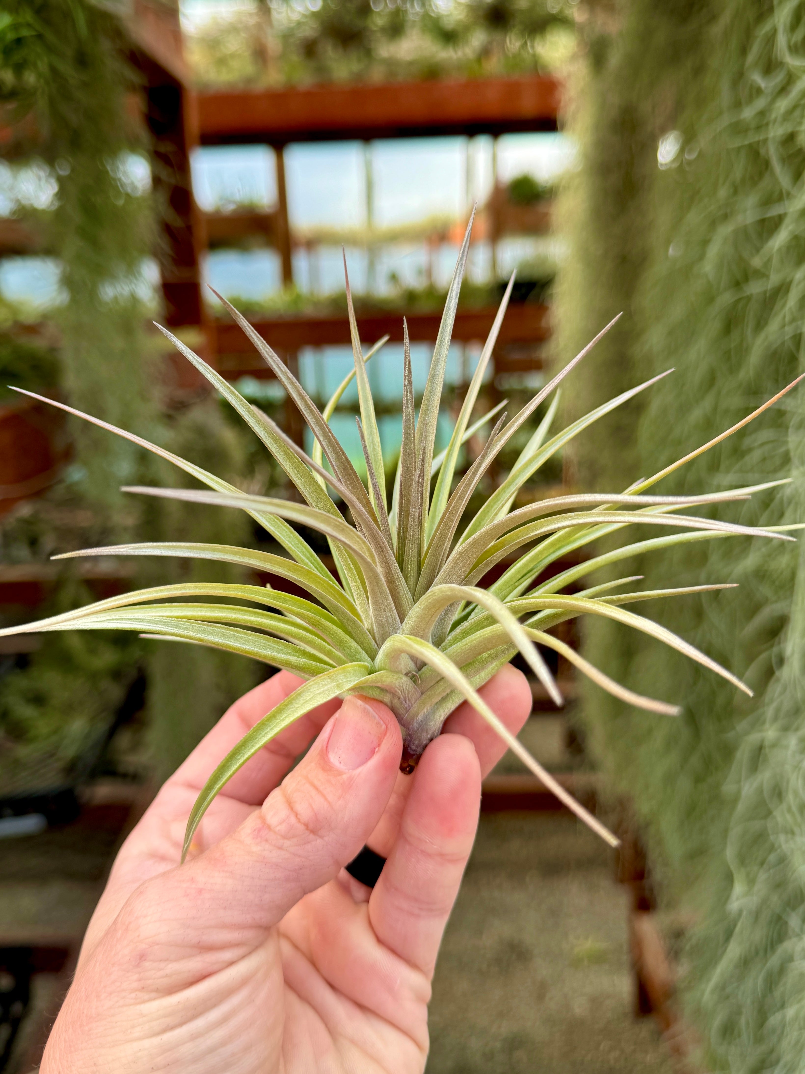 Stricta Pink Star