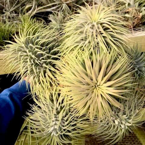 ionantha snowball