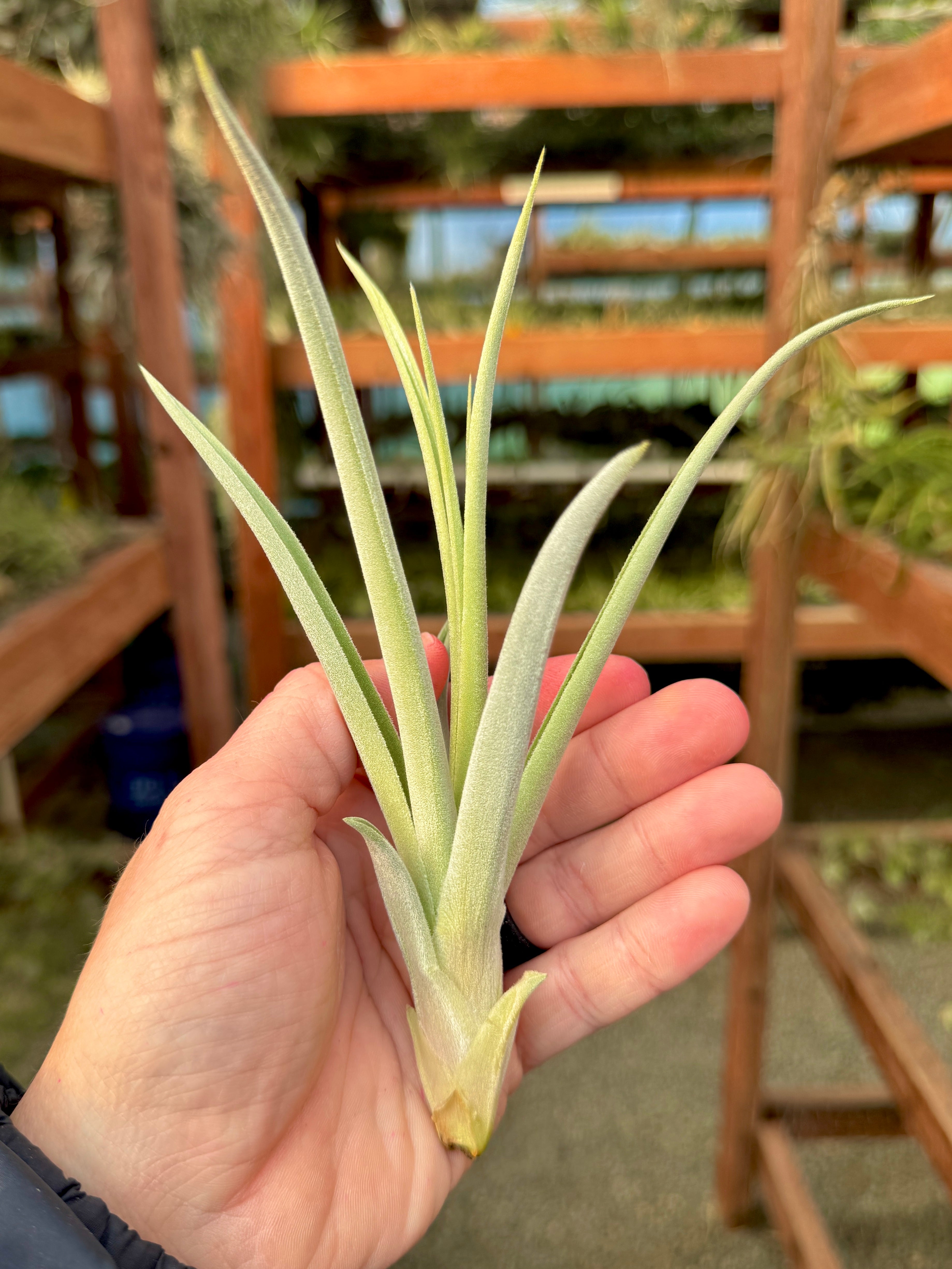 Burnt Fingers (didisticha x duratii)