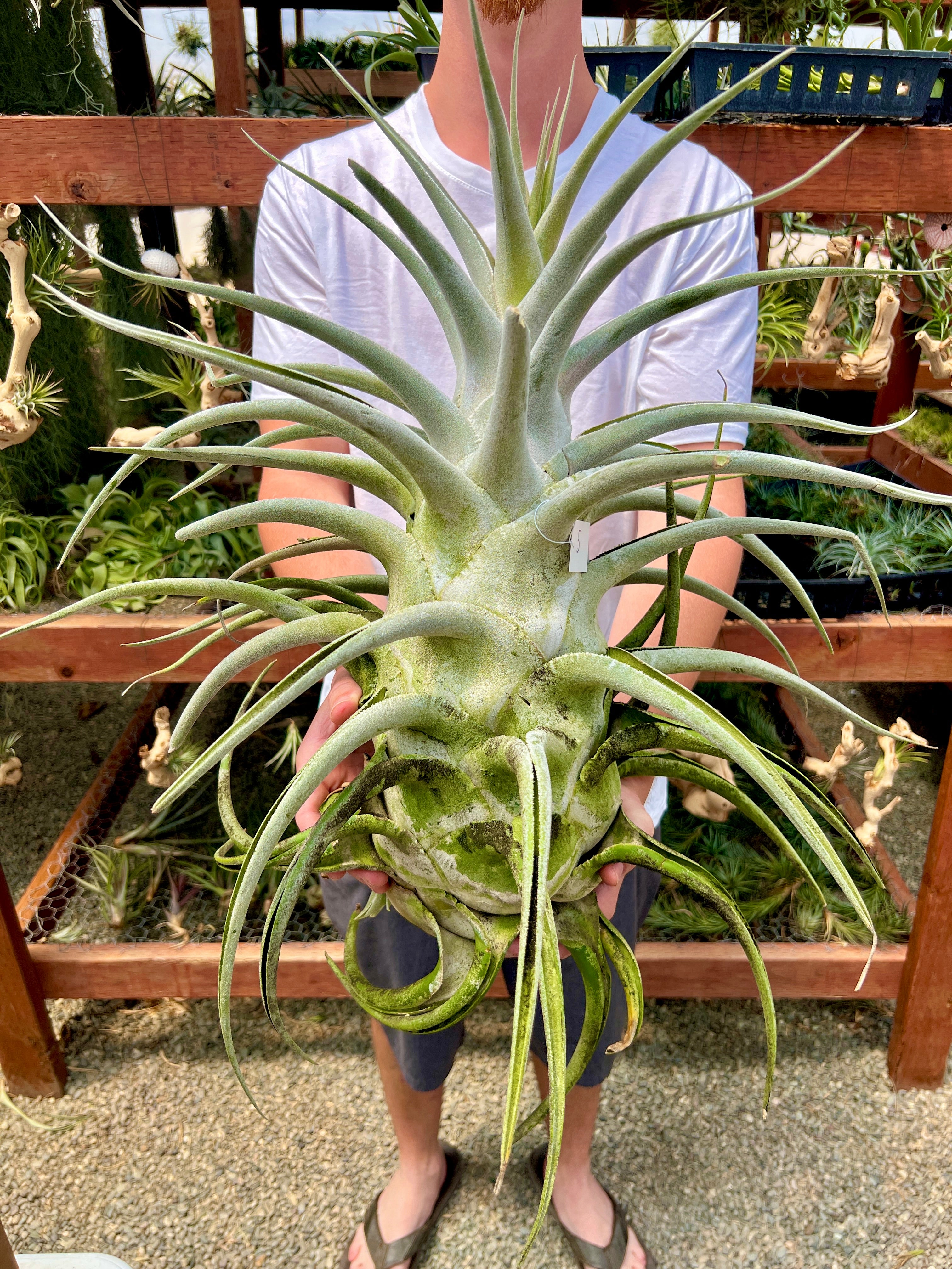 Ehlersiana Giant (Receive The Exact Plant You Choose!)