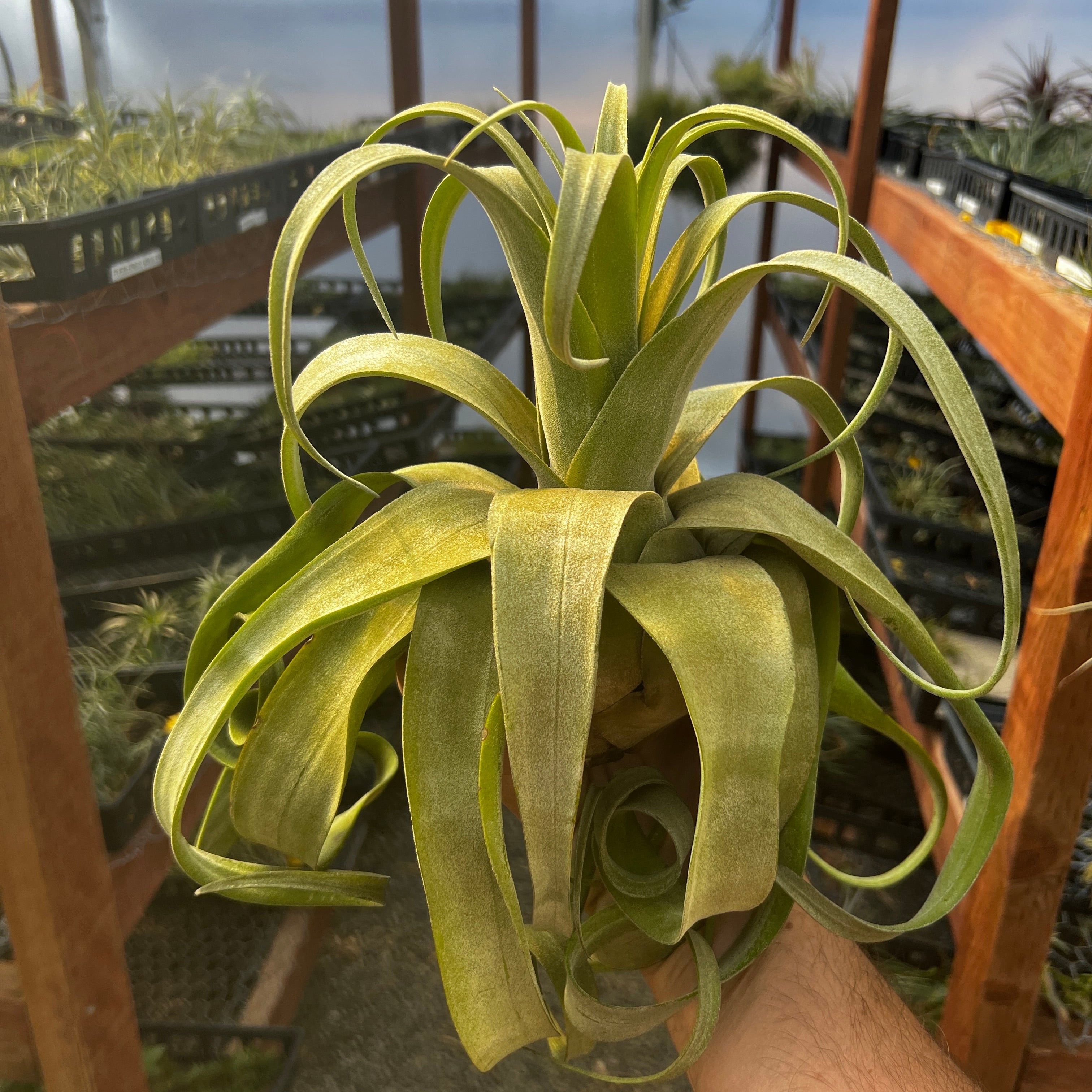 Streptophylla Giant