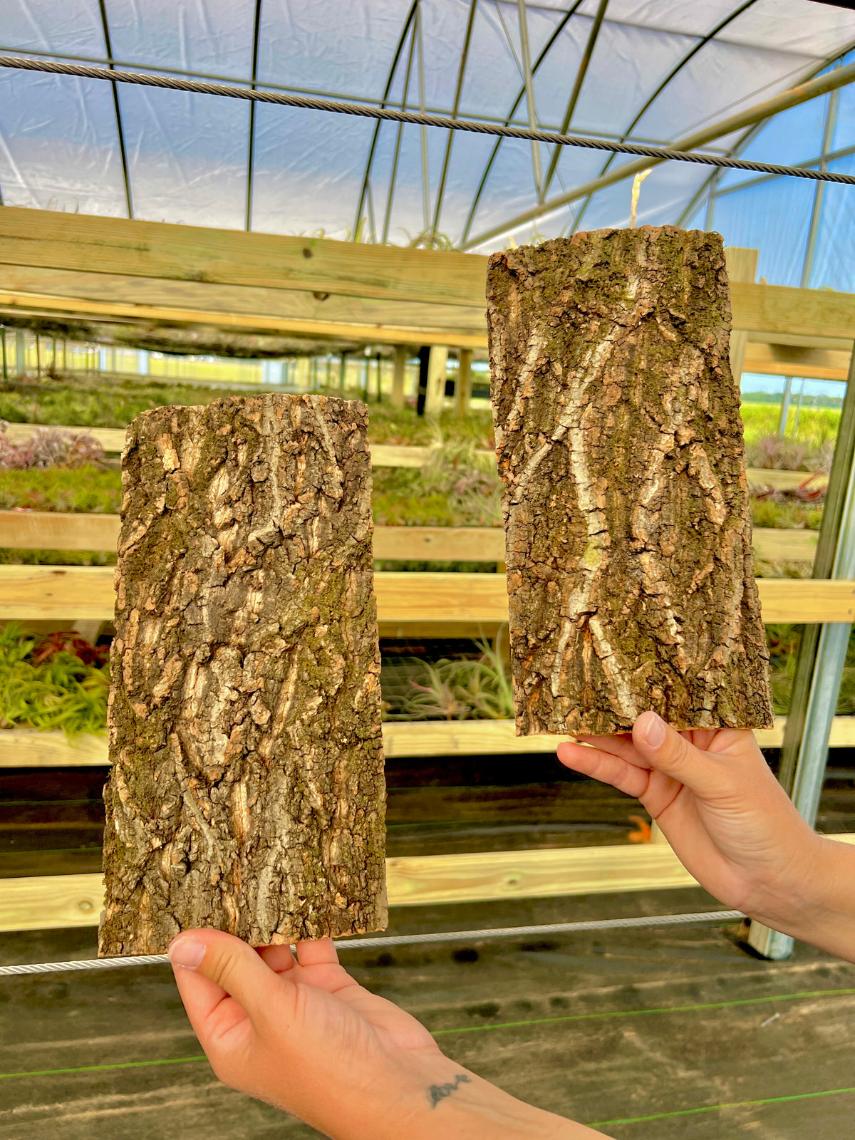 Virgin Cork Bark Flats (Medium) <br> Perfect For Mounting Or Terrarium Backdrops