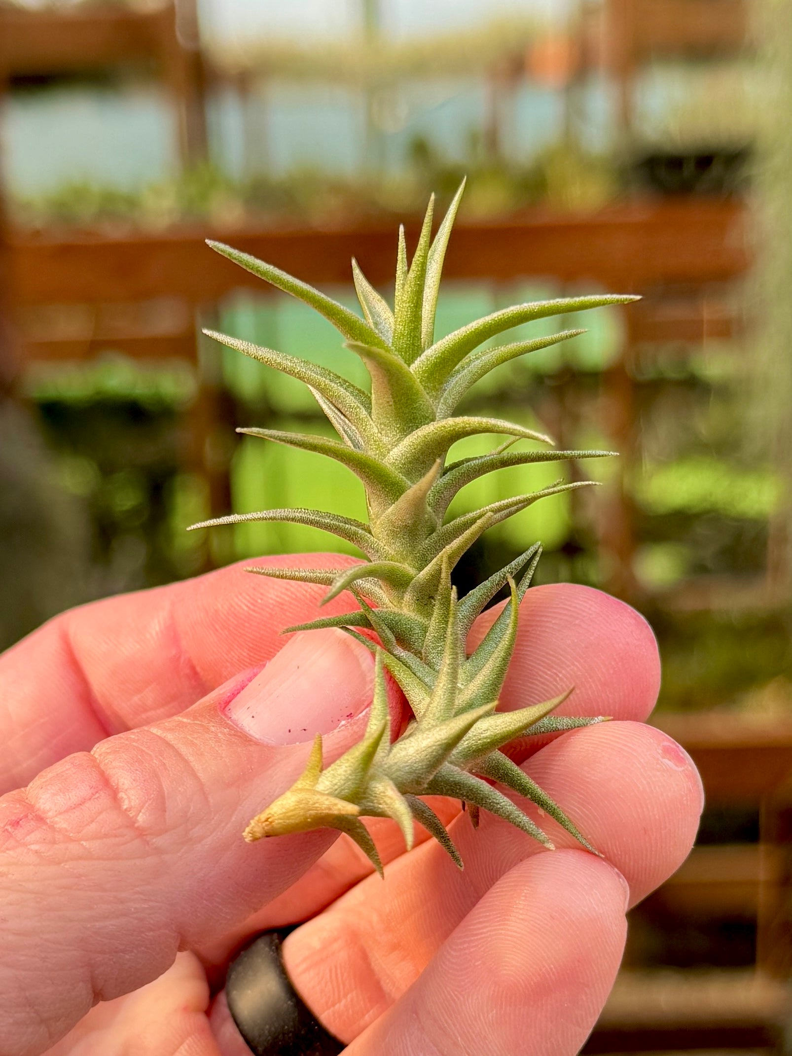 Tillandsia ionantha 