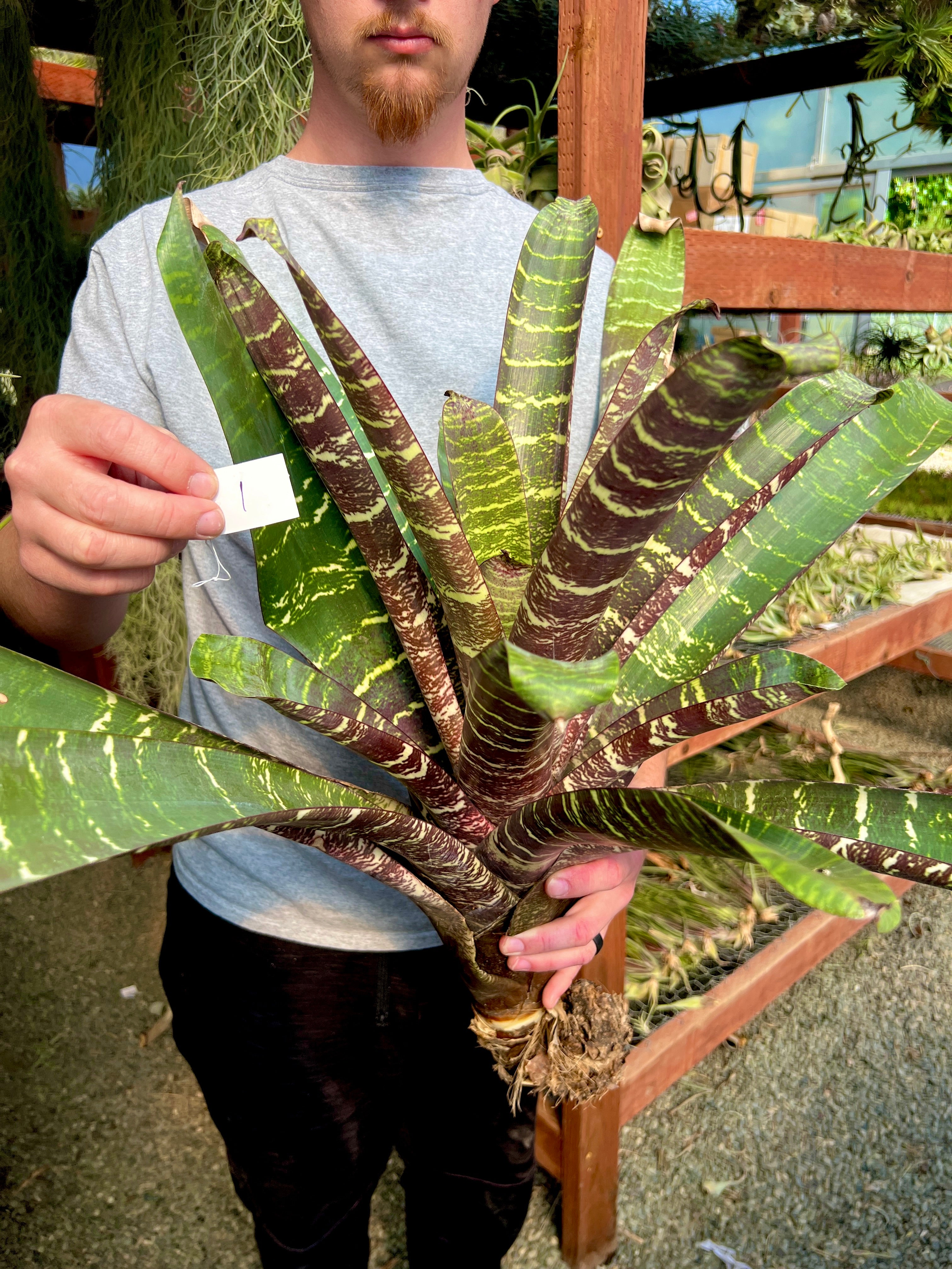 Vriesea Fosteriana – Air Plant Hub