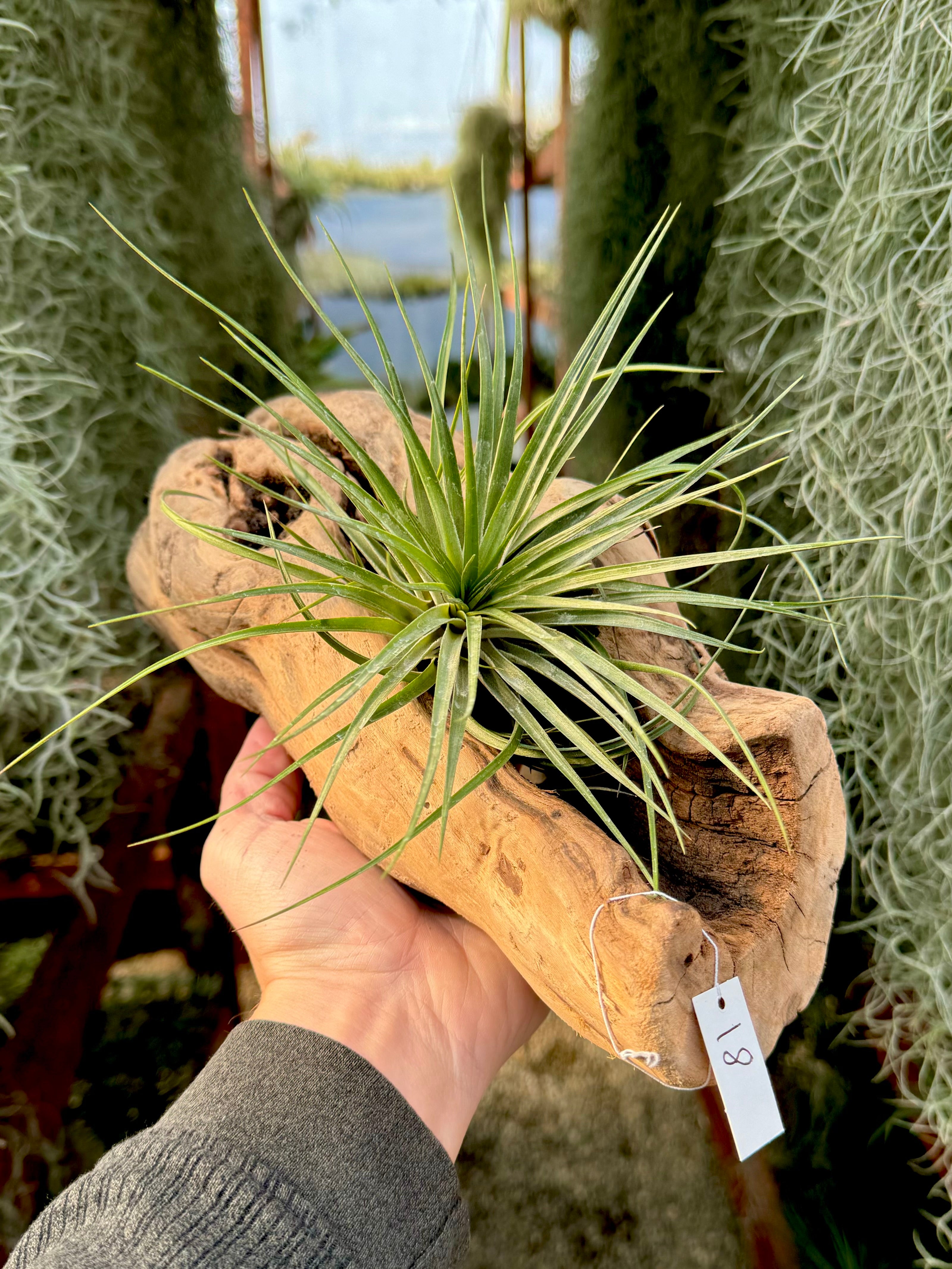 Grapewood Log + Premium Air Plant Display <br> (10 Options To Choose From!)