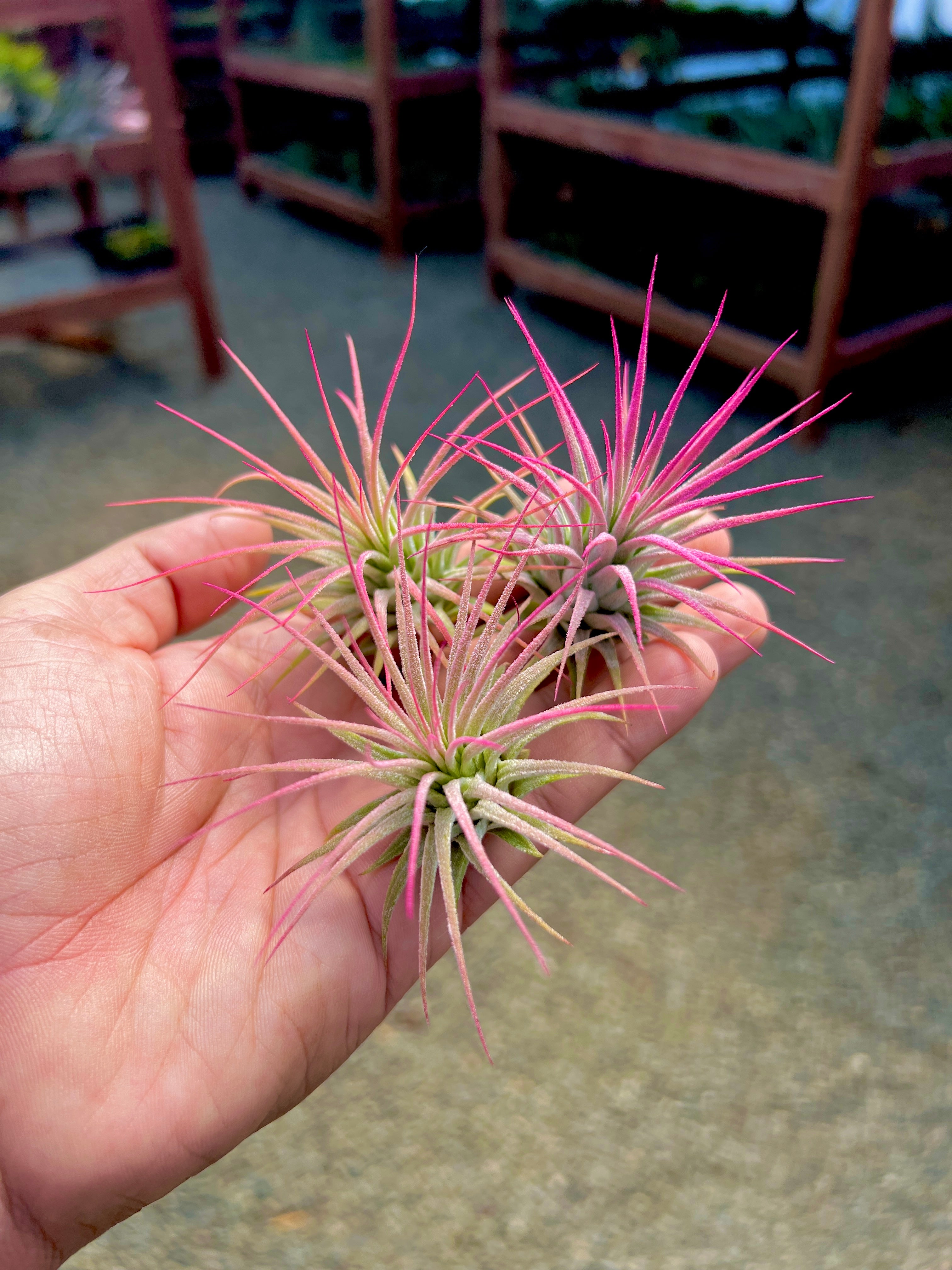 Ionantha Pink
