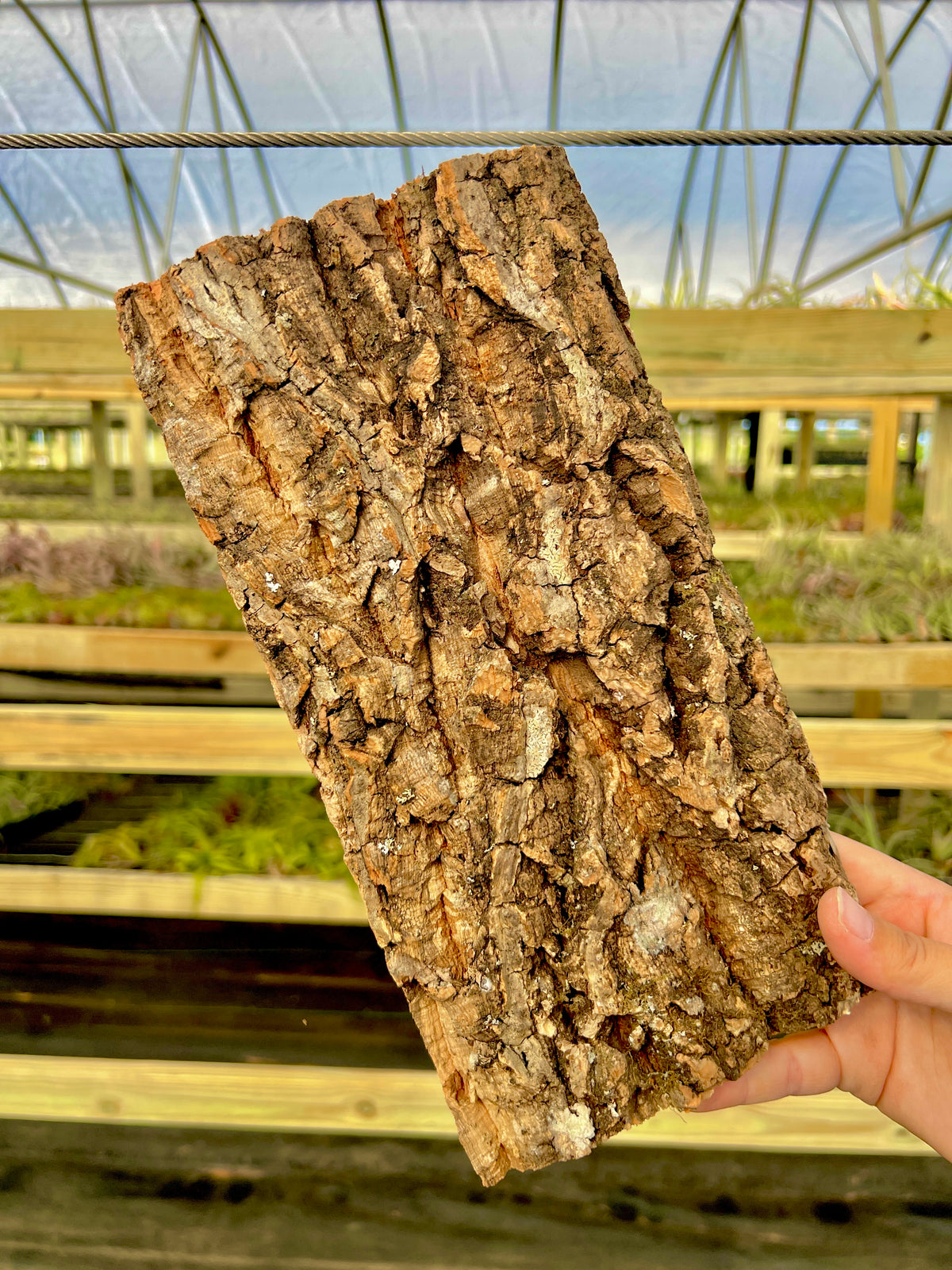 Virgin Cork Bark Flats (Medium) <br> Perfect For Mounting Or Terrarium Backdrops
