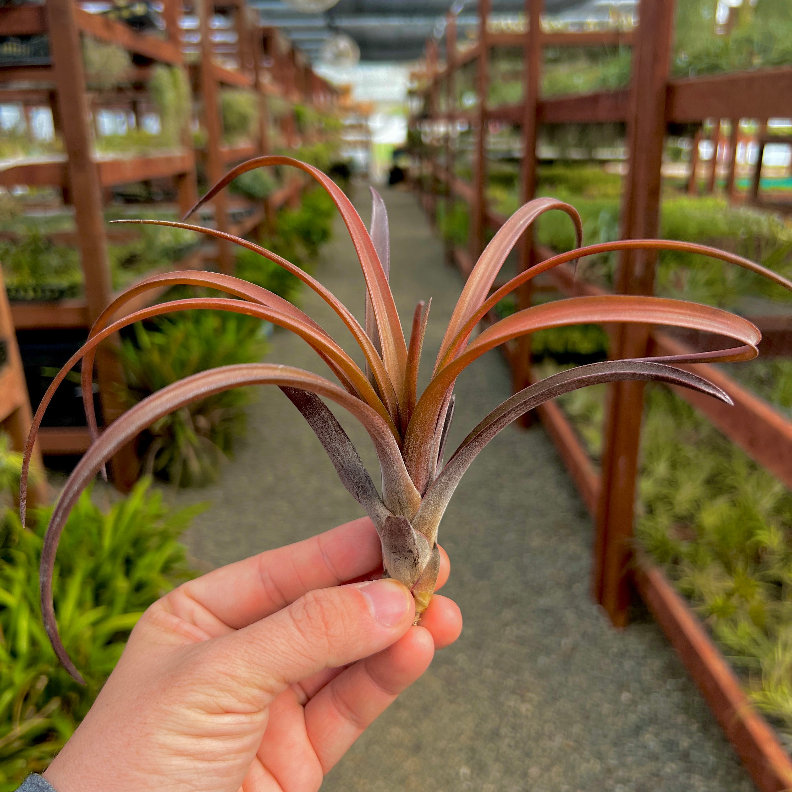 Capitata Temascal <br> Beautiful Color!