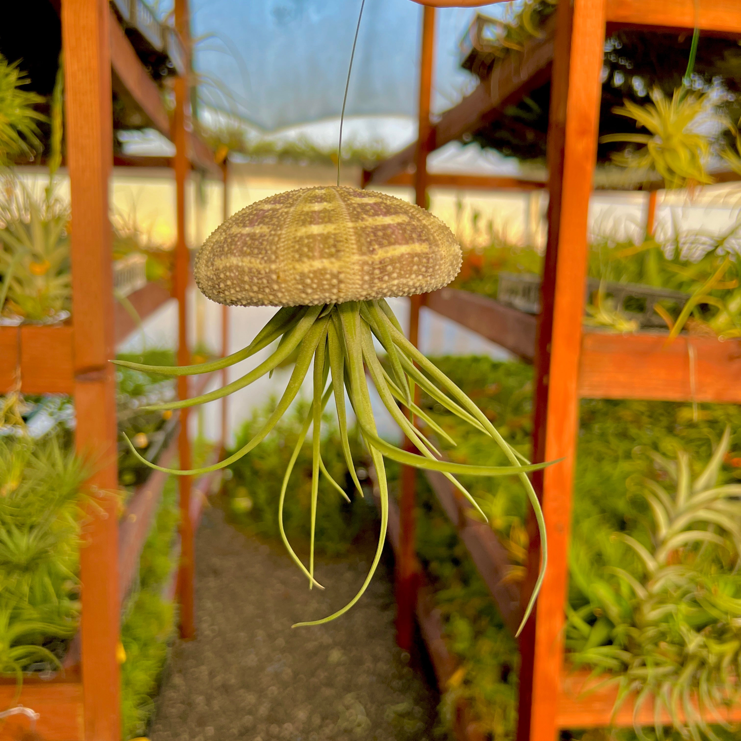 jellyfish hanging plants Hanging Gator Air Plant Jellyfish / UFO (Large)