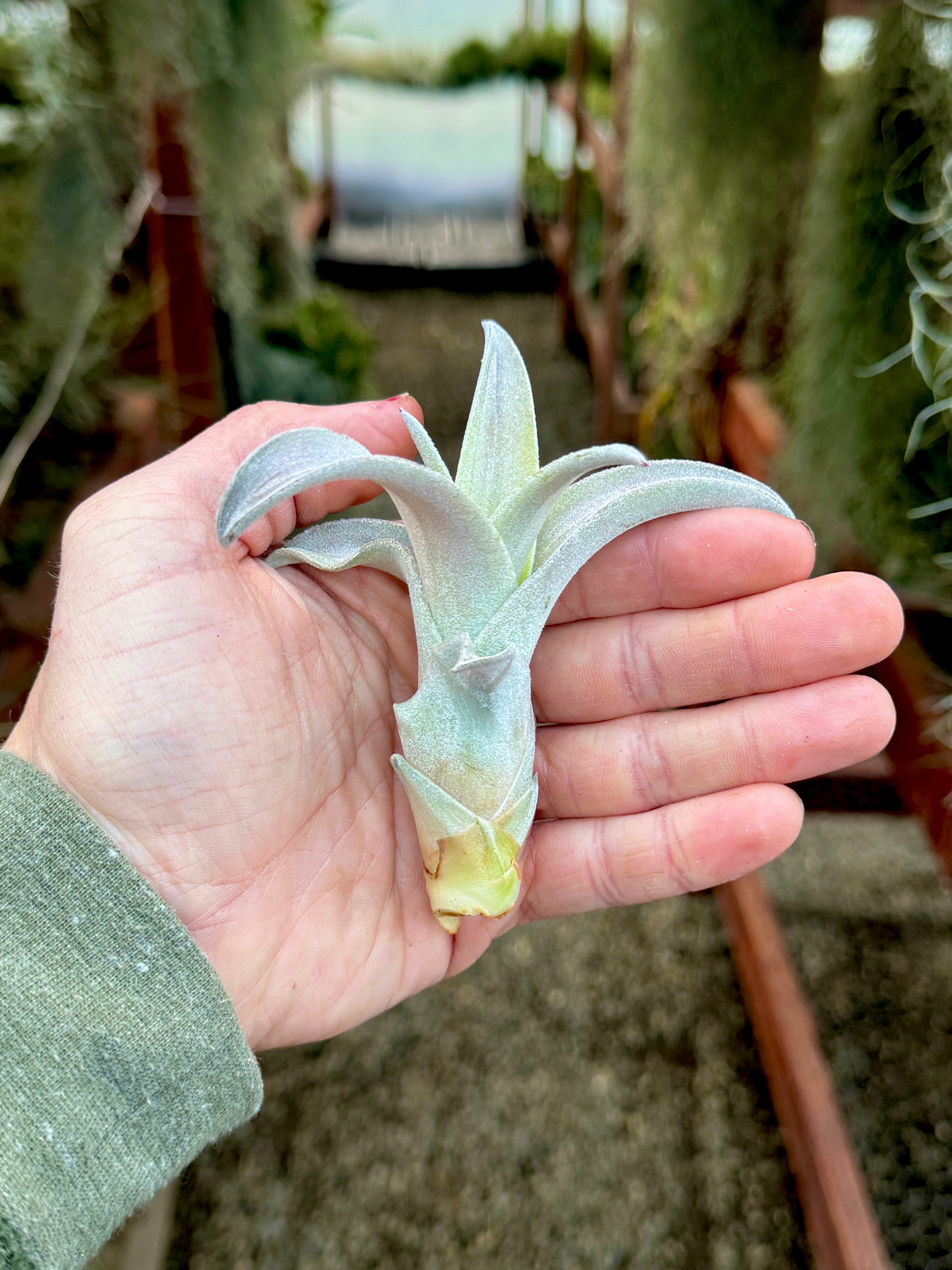 air plant pups for sale Chiapensis Giant Form Offset *SALE!* Medium