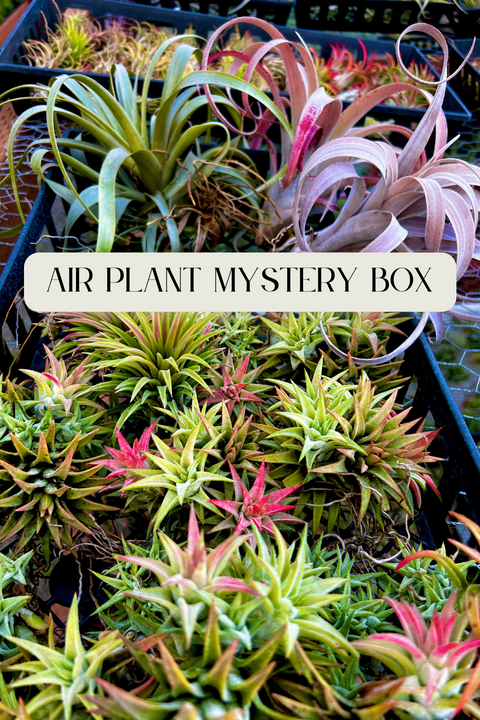 unusual air plants for sale Air Plant Mystery Box