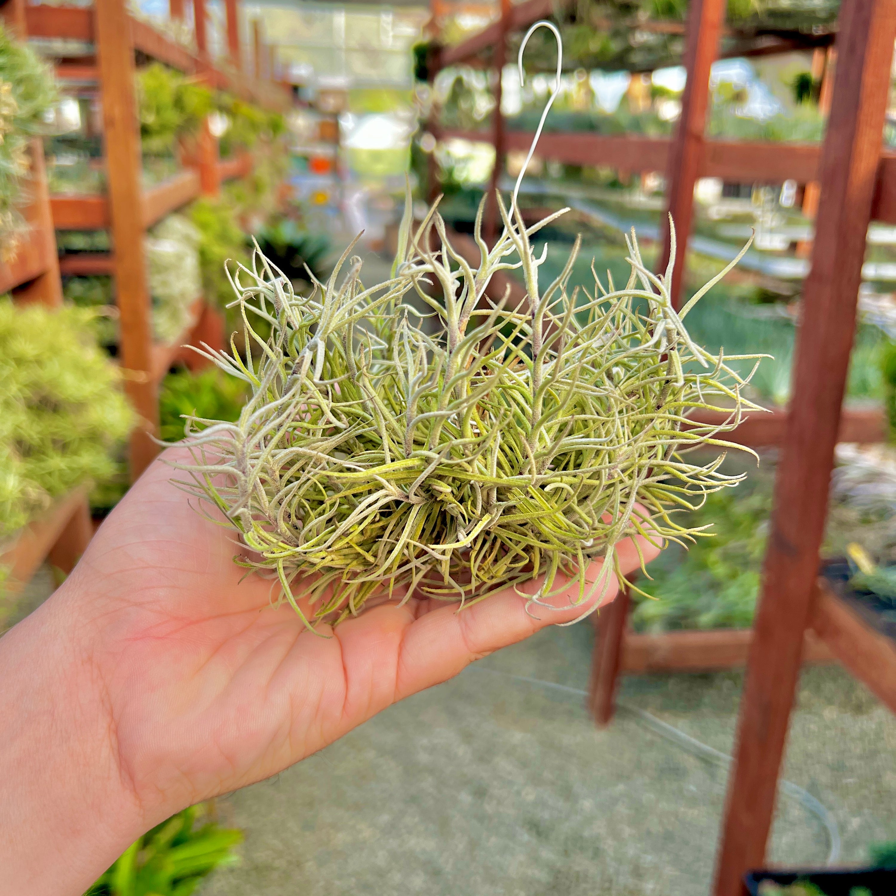 Collector's Specials (Updated 11/23/18) | Air Plant Hub