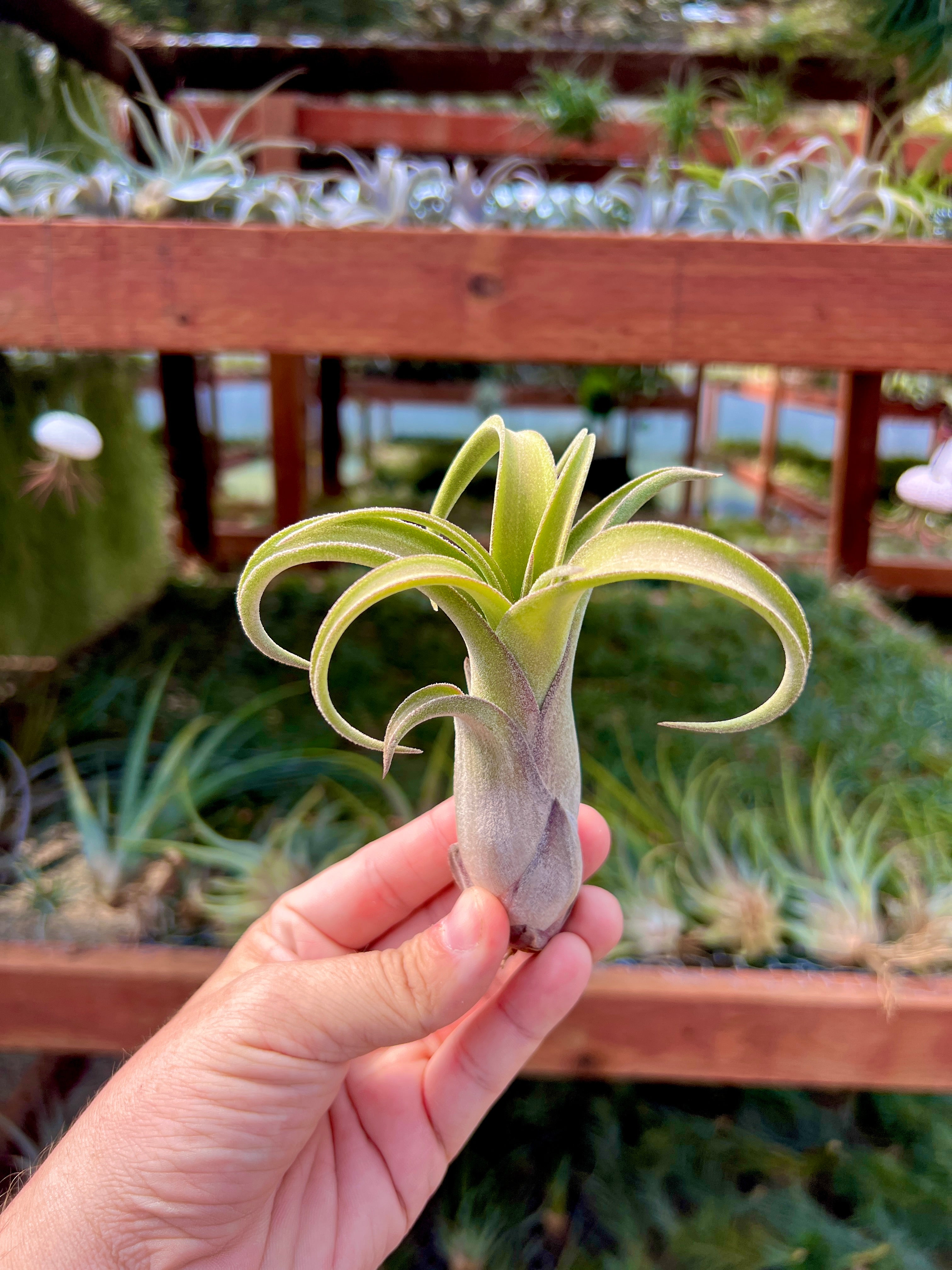 long air plant Long John (pseudobaileyi x intermedia) Large