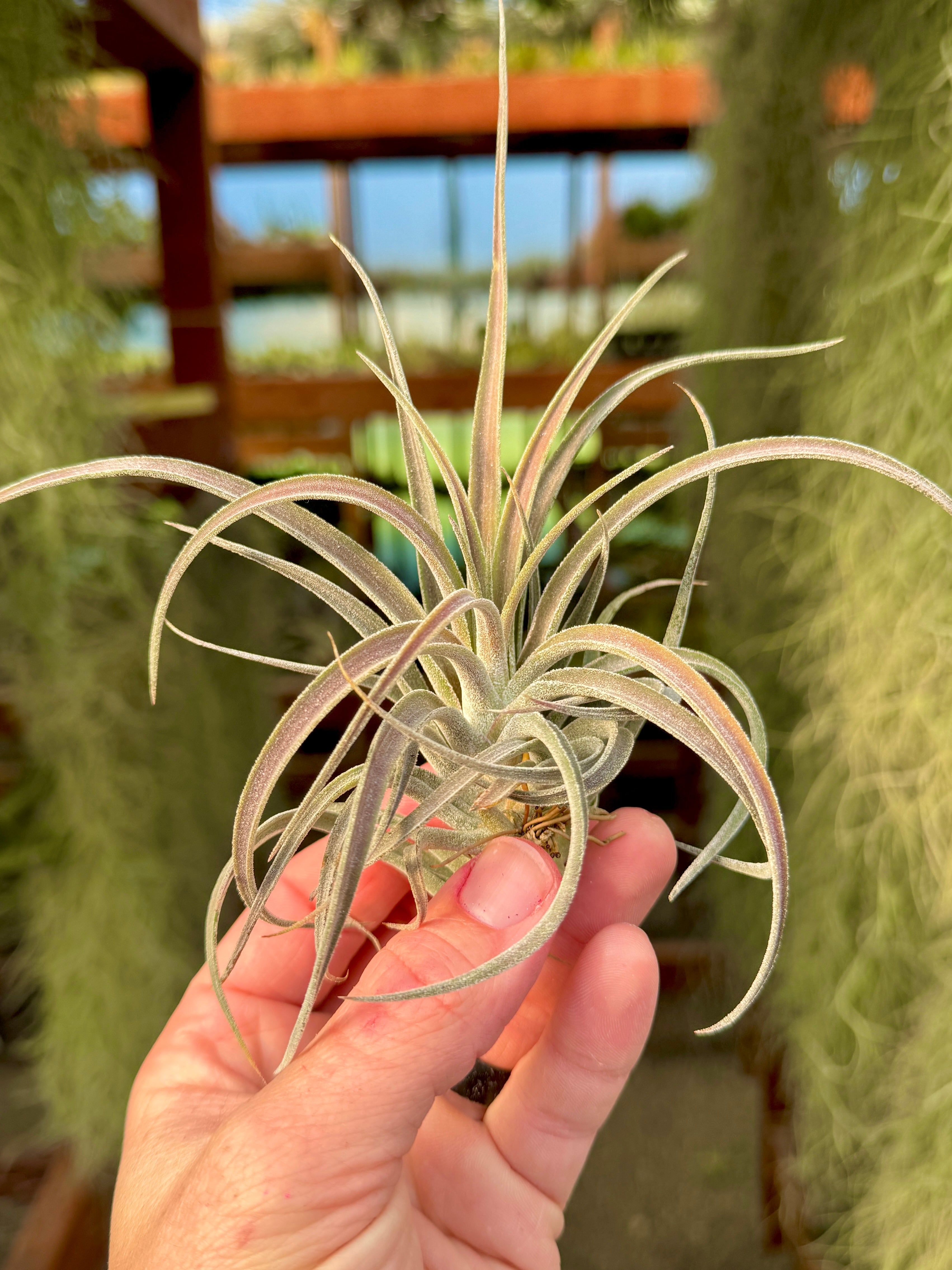 Featured Air Plants – Air Plant Hub