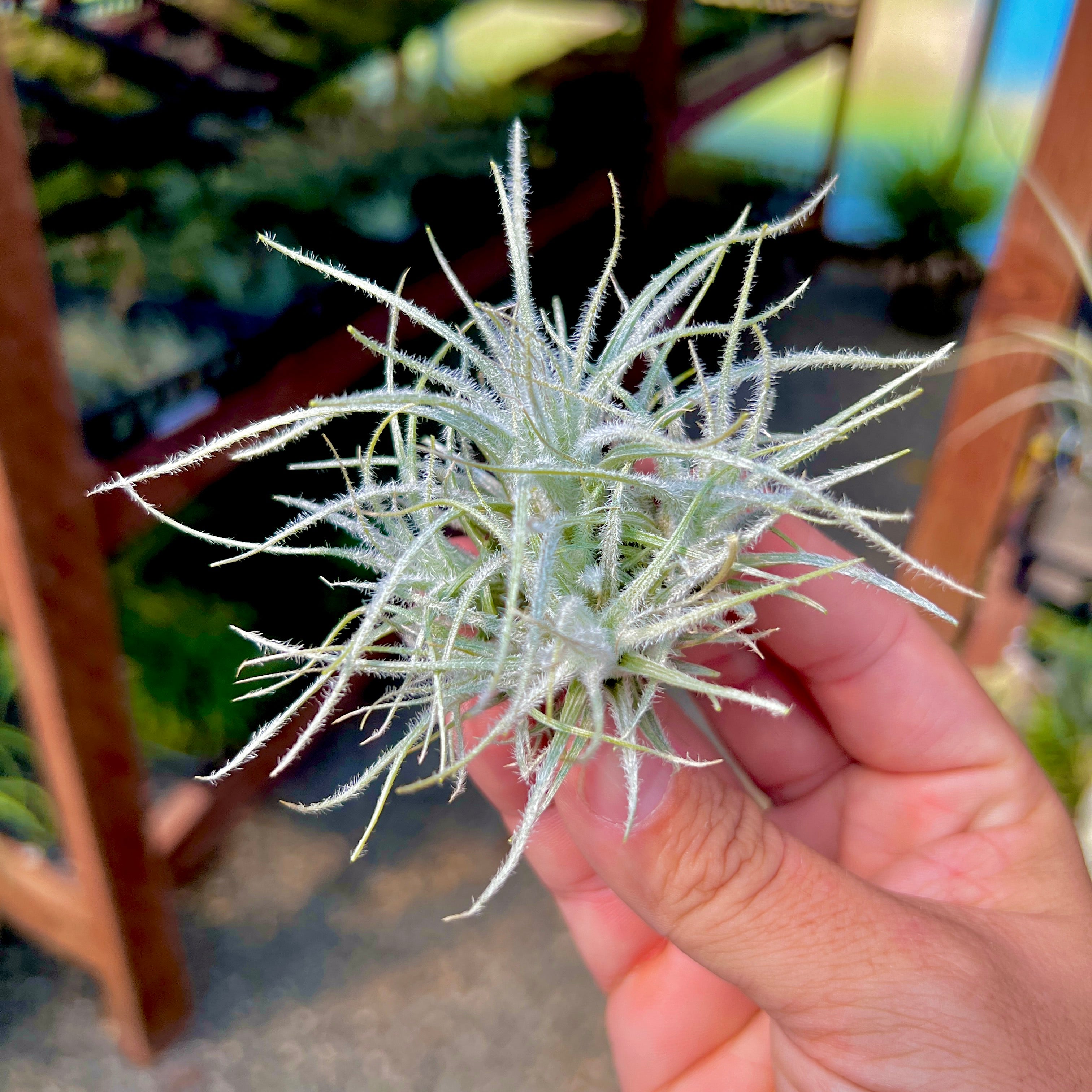 Tectorum Clump (Small)