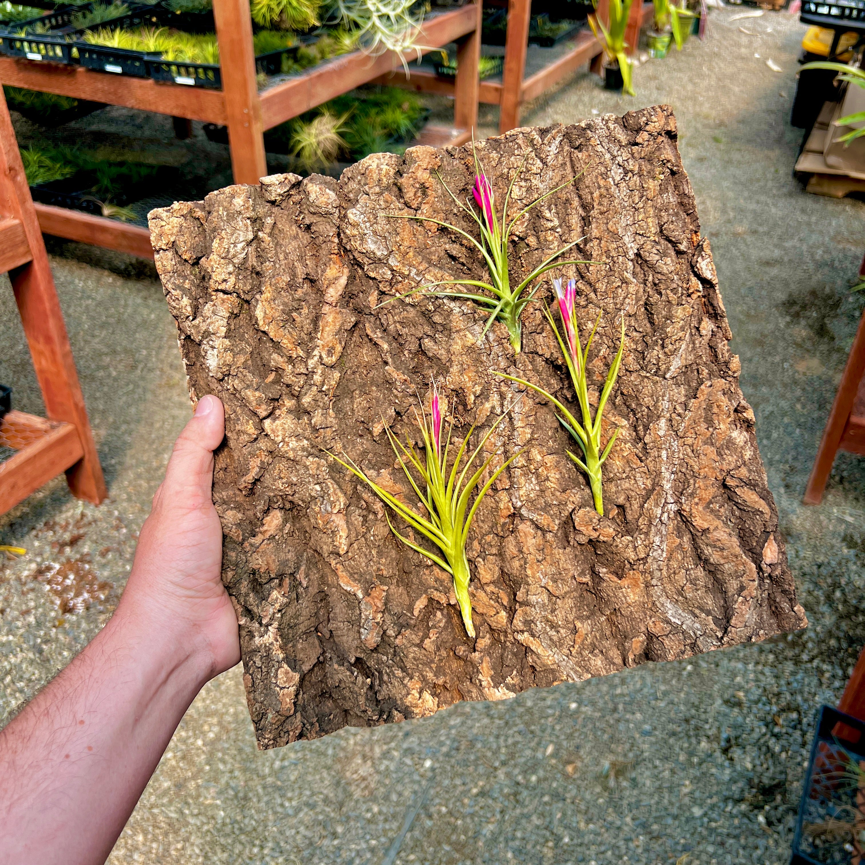 Virgin Cork Bark Flats (Large) <br> Perfect For Mounting Or Terrarium Backdrops