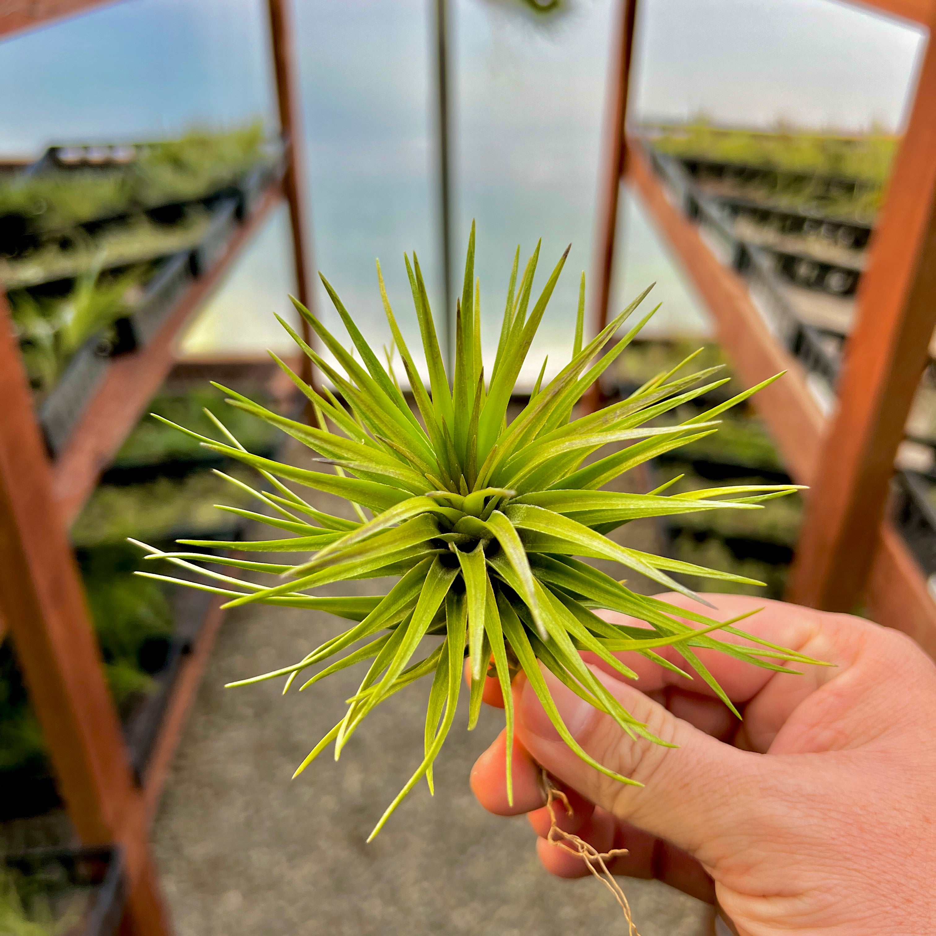 Montana Thick Leaf