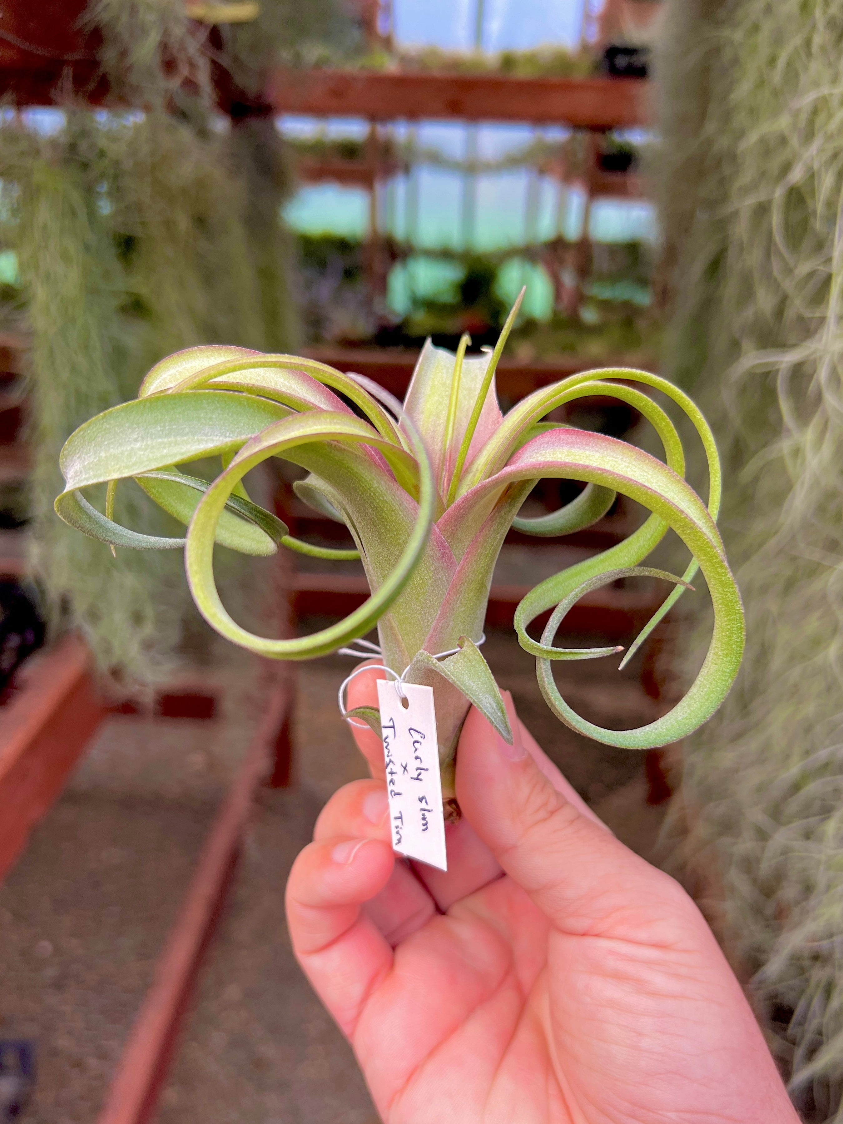 curly slim air plant care Curly Slim x Twisted Tim Medium
