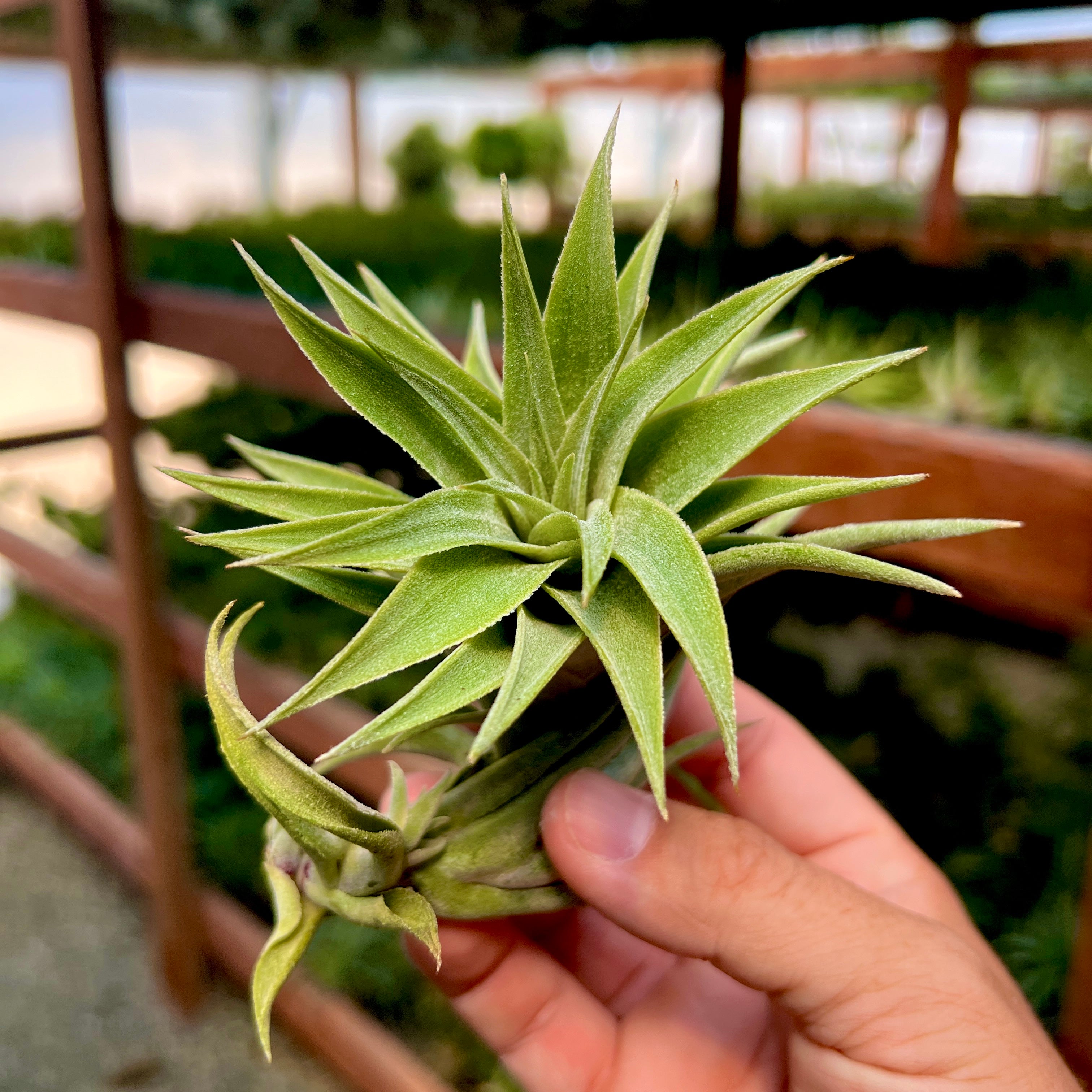 emerald essence air plant Edithae Green (Large Form) Large
