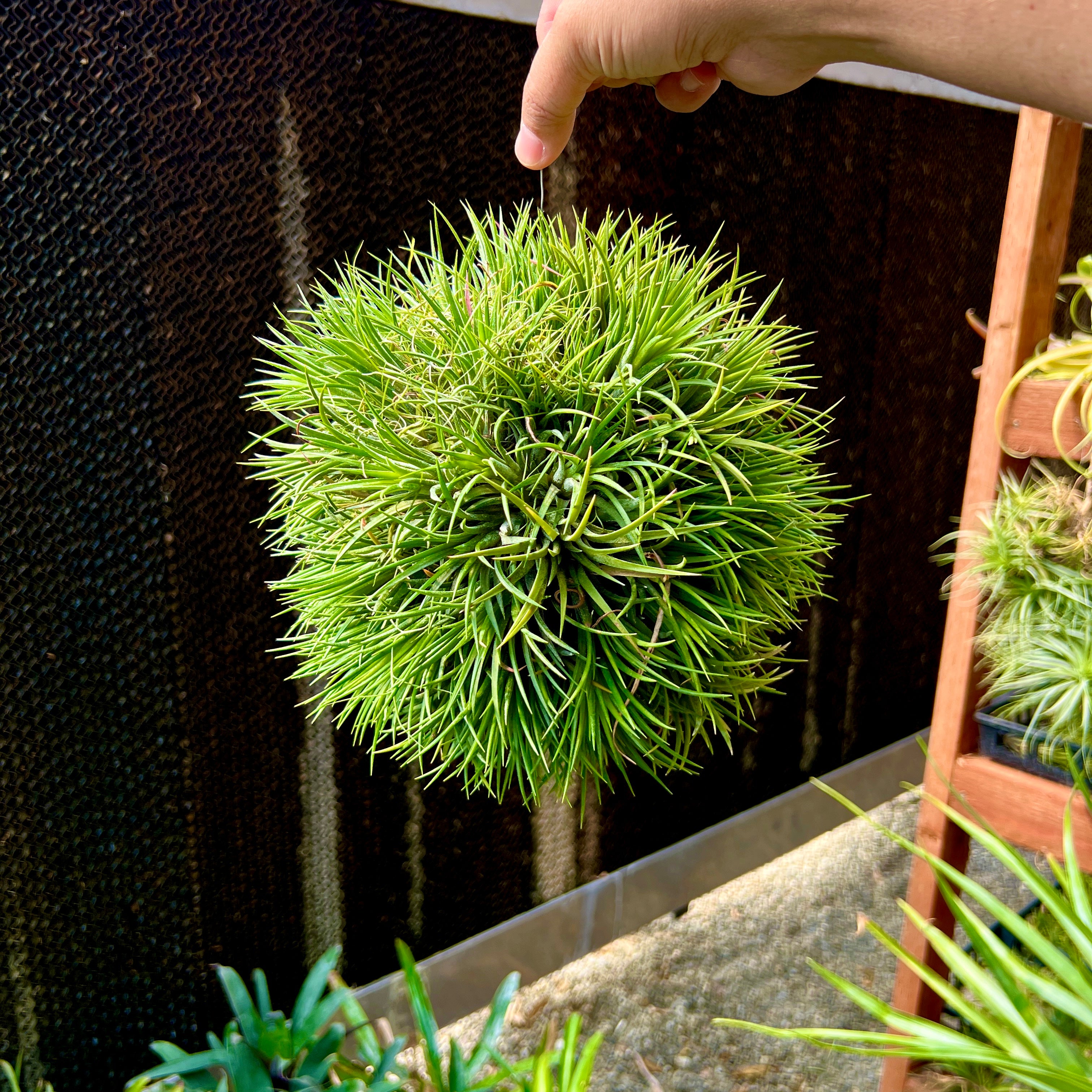 Large Dense Ionantha Hanging Specimen