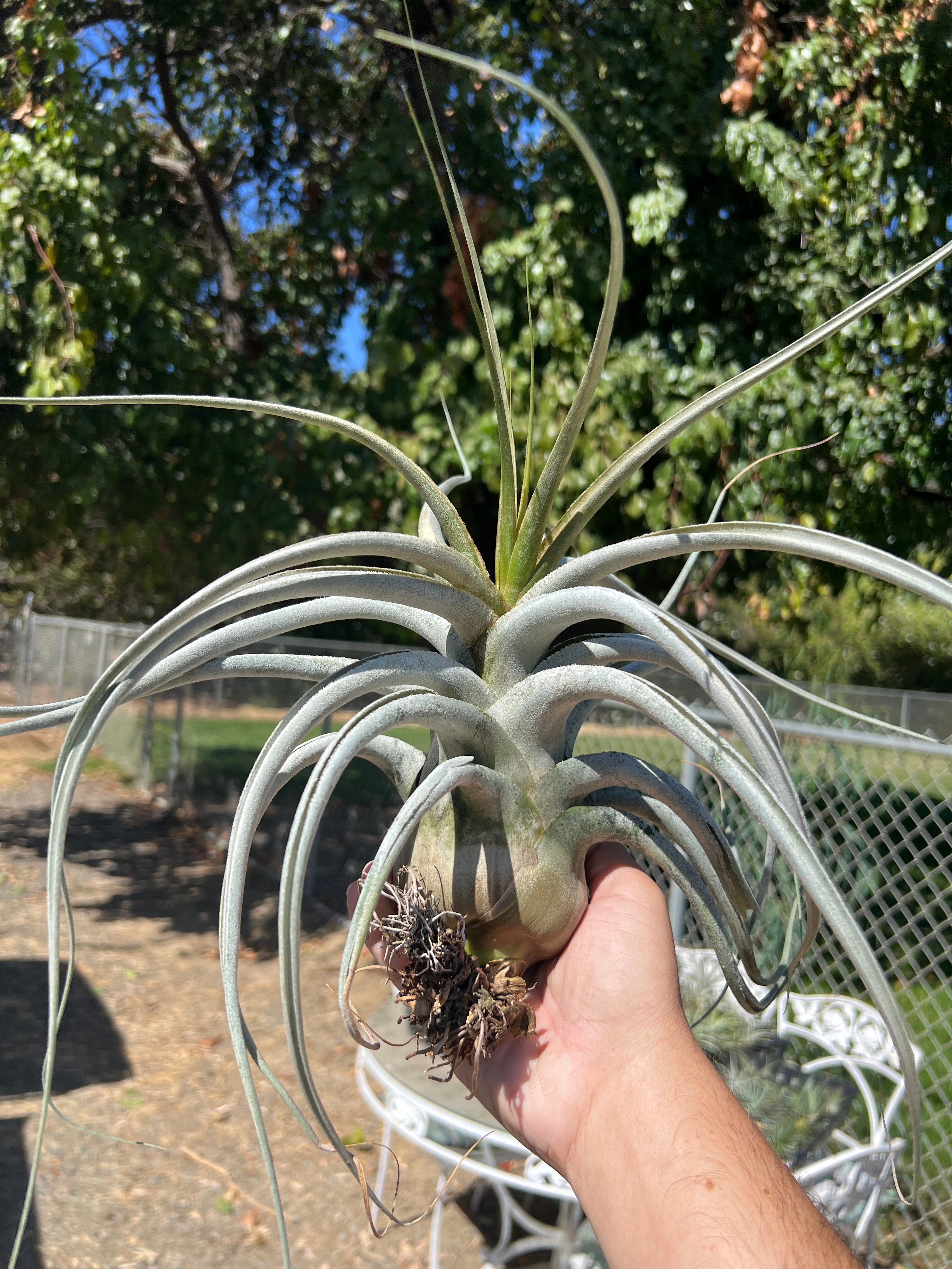 Ehlersiana Giant Clone (Receive The Exact Plant You Choose!)