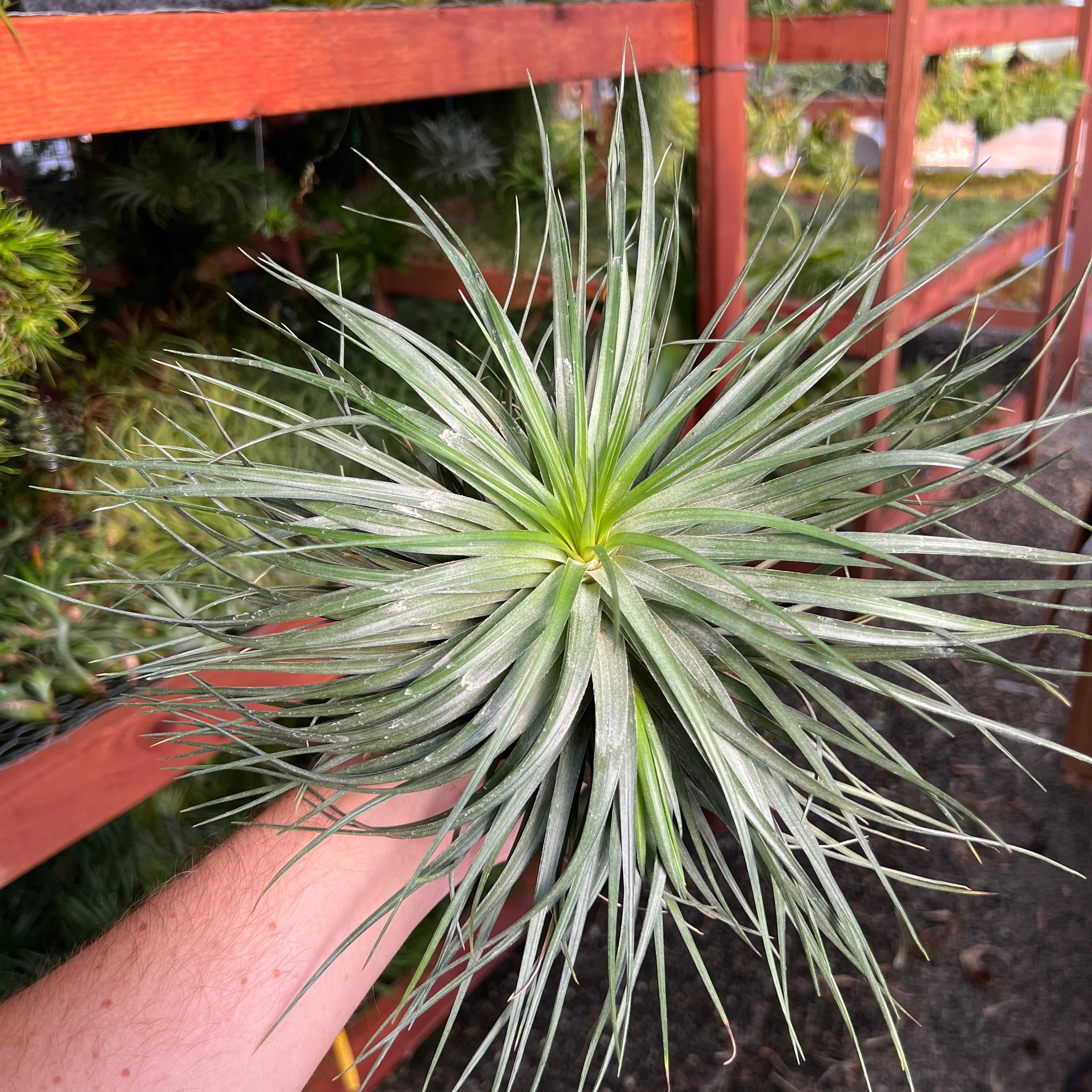 emerald air plants Stricta 'Emerald Forest' *BIG SIZE!*