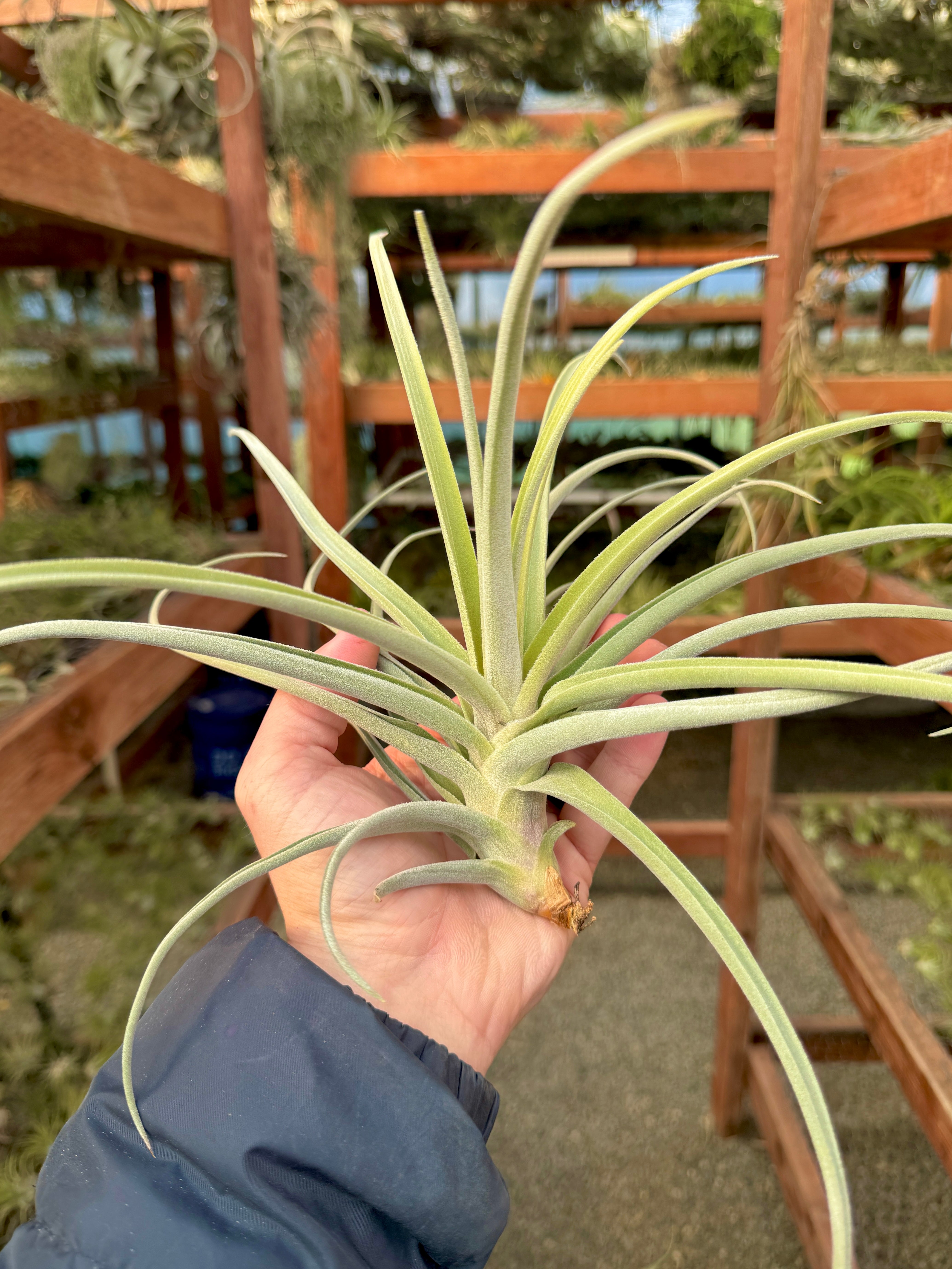 Burnt Fingers (didisticha x duratii) *セール! 50% オフ* – Air