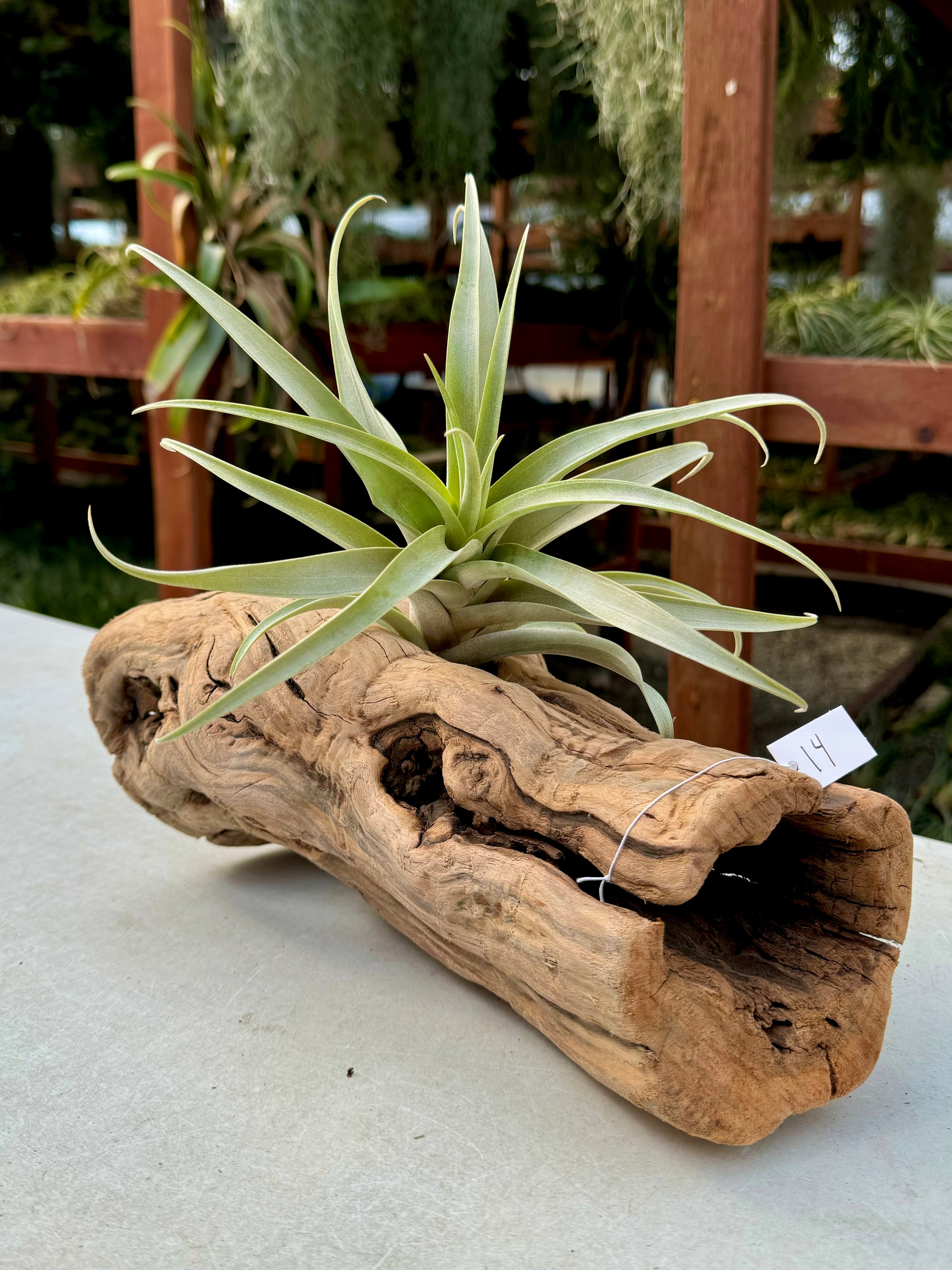 Grapewood Log + Premium Air Plant Display <br> (10 Options To Choose From!)