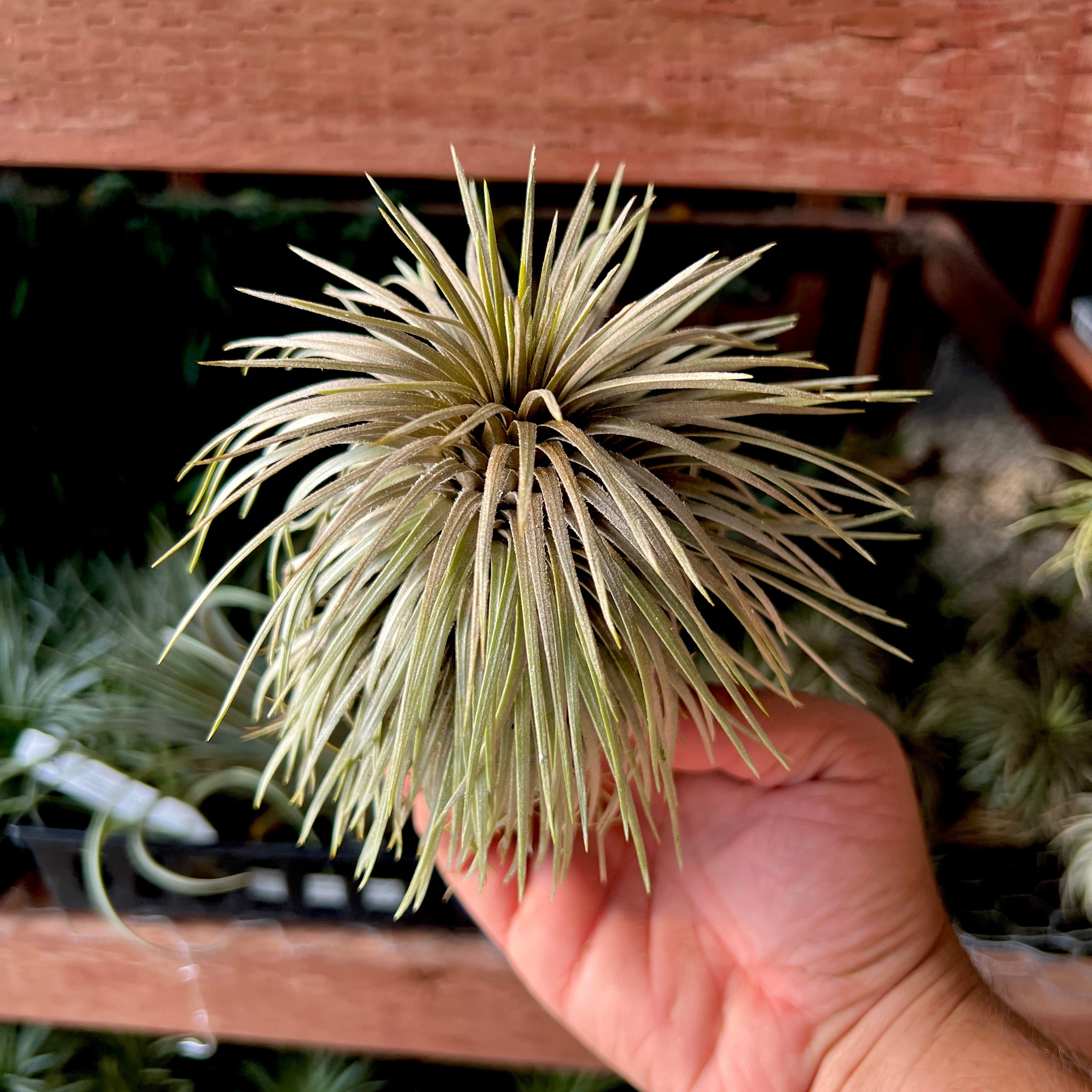 Atroviridipetala XL (RARE) – Air Plant Hub