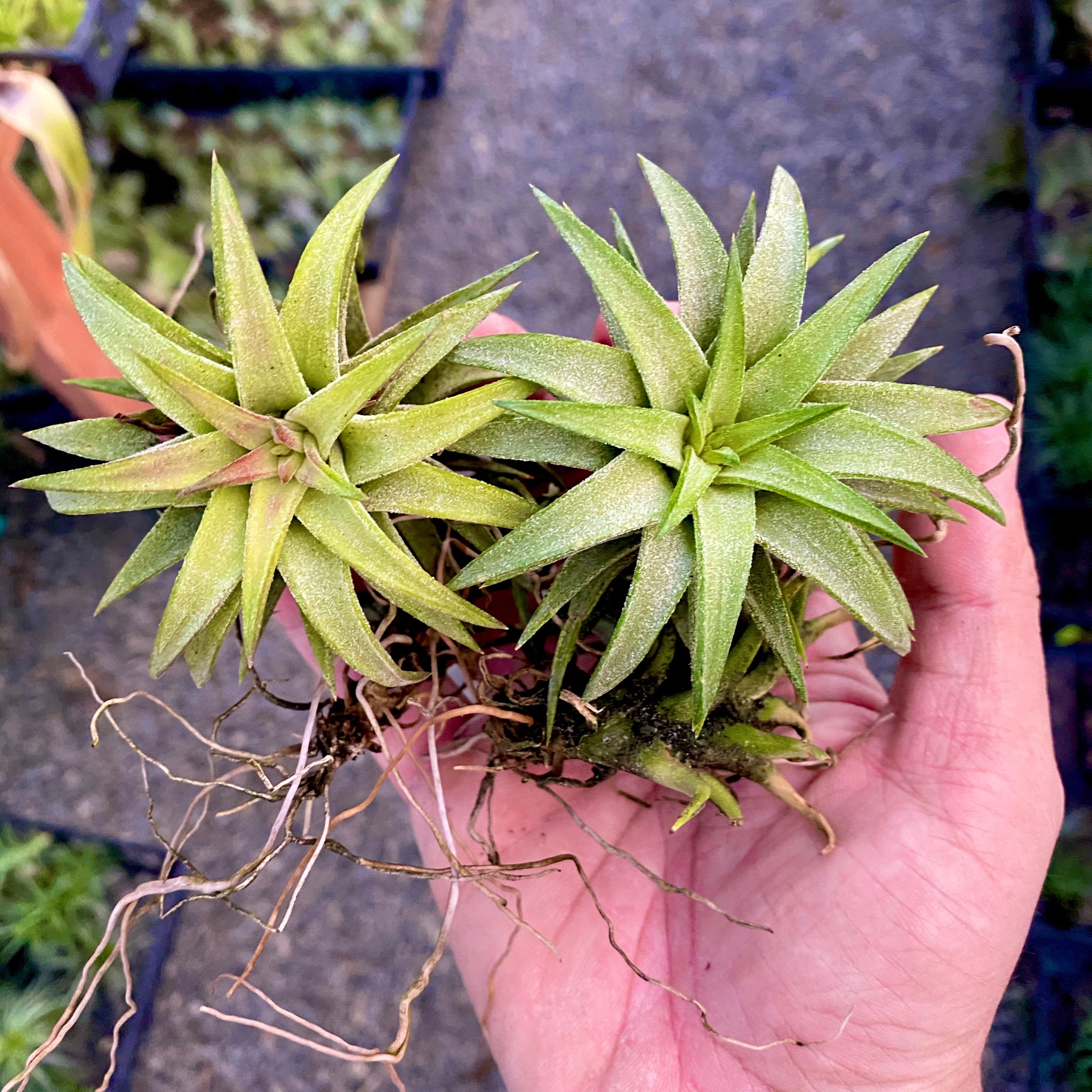 ブロメリア・エアープランツ T.ionantha var. van-hyningii JUMBO Ionantha Vanhyningii Jumbo – Air Plant Hub