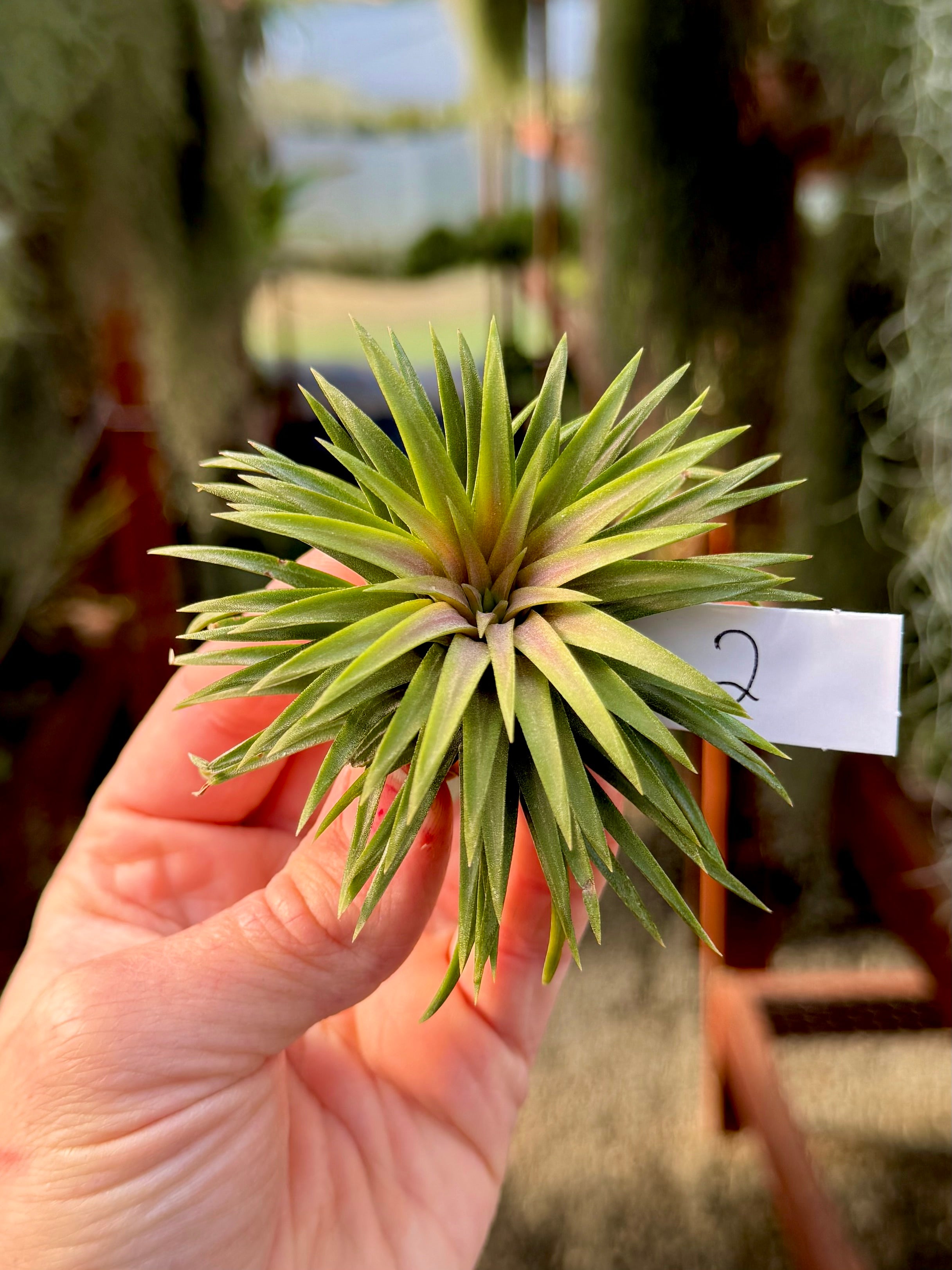 Ionantha 'Crimson Tide' <br> (NEW RELEASE!)